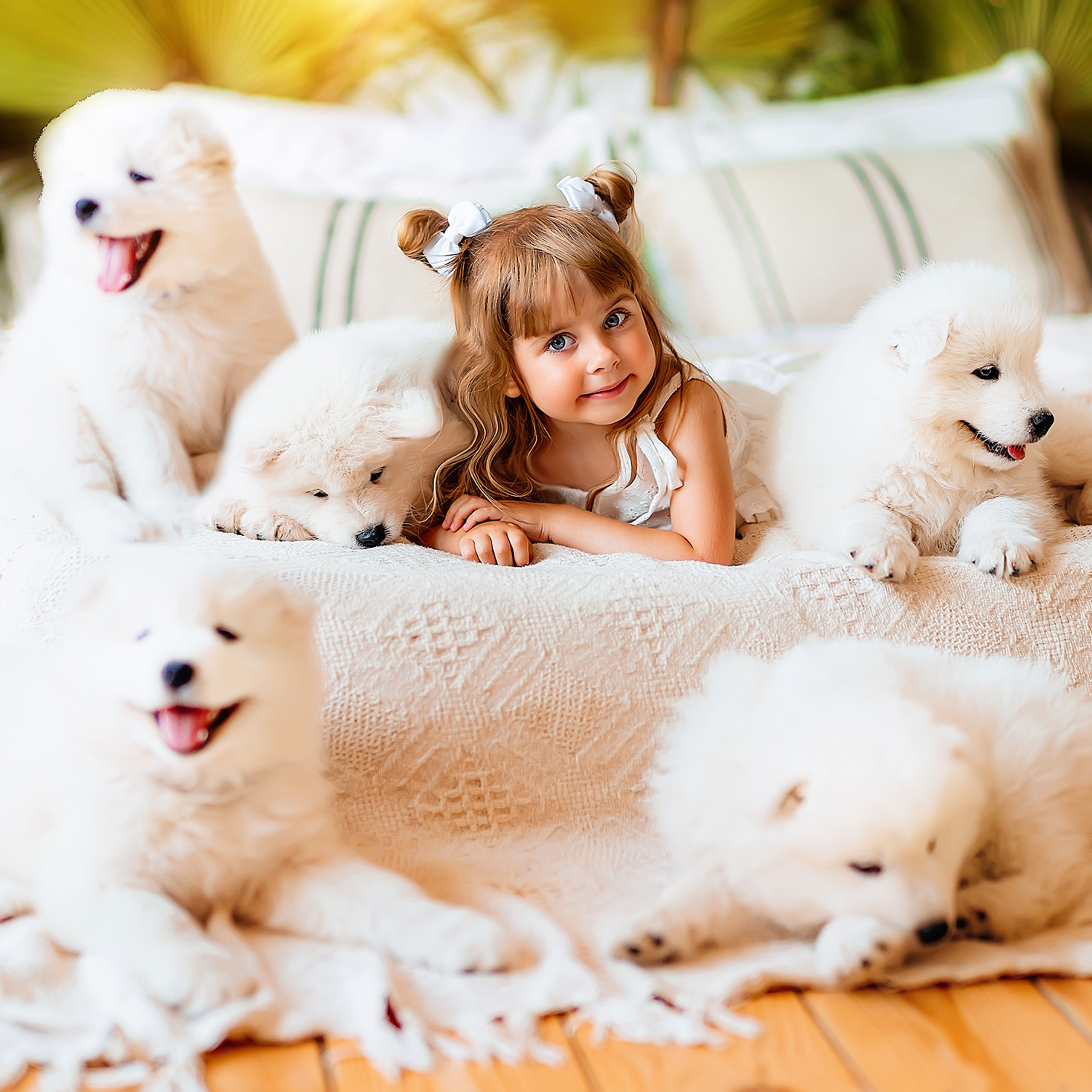 Щенки самоеда