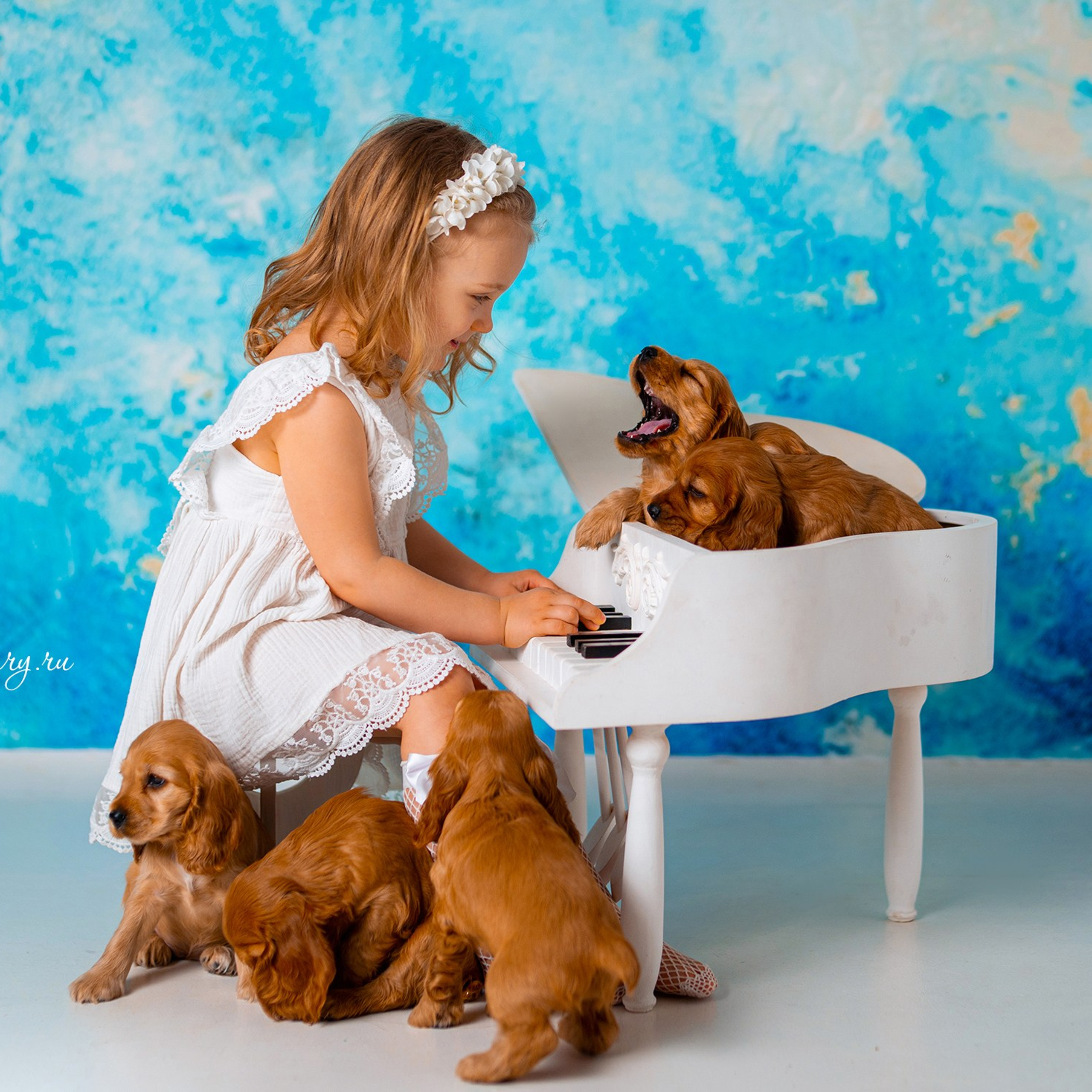 Щенки спаниеля. Детский и семейный фотограф в Краснодаре Анастасия Blumberry