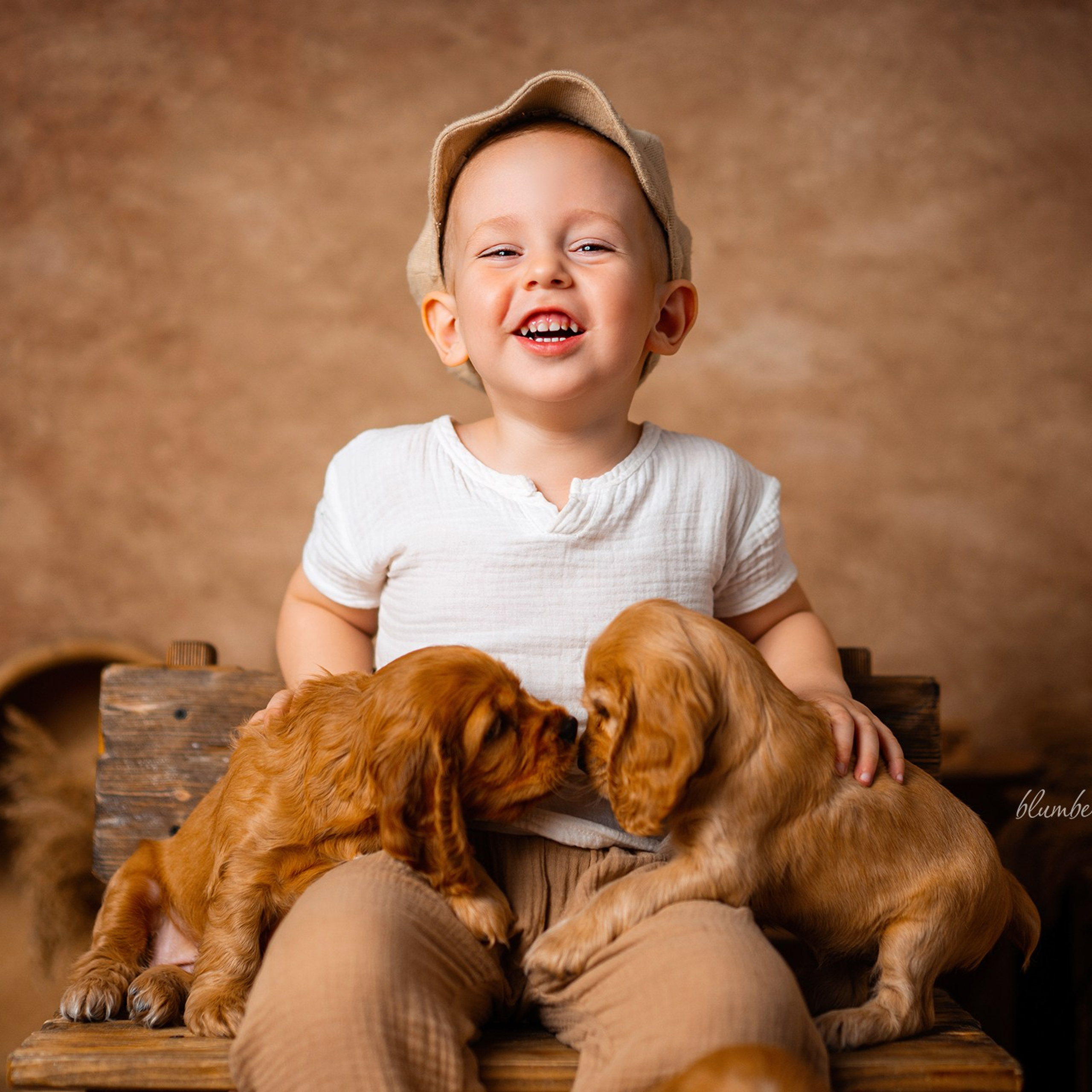 Щенки спаниеля. Детский и семейный фотограф в Краснодаре Анастасия Blumberry