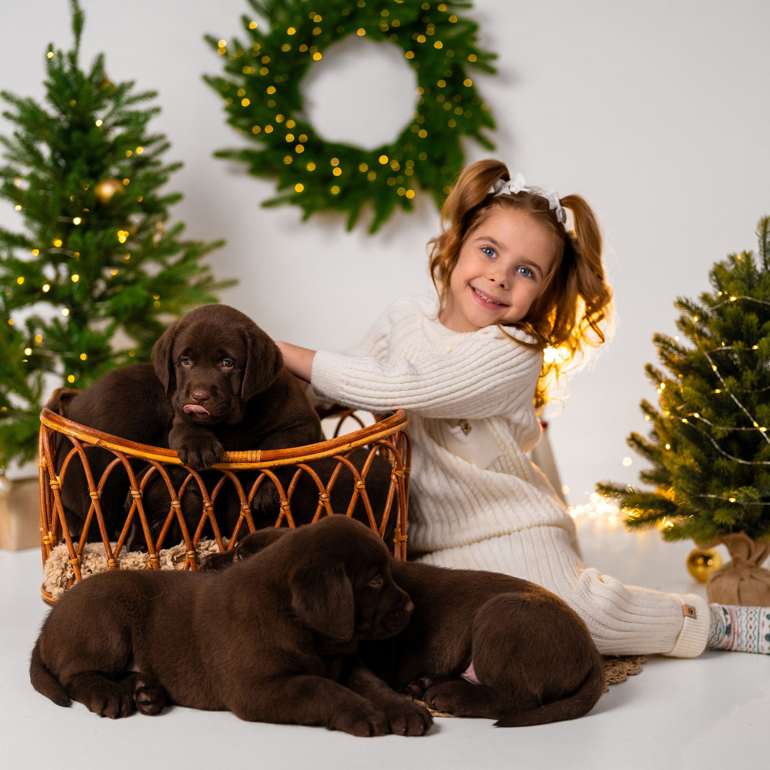 Щенки лабрадоры. Детский и семейный фотограф в Краснодаре Анастасия Blumberry