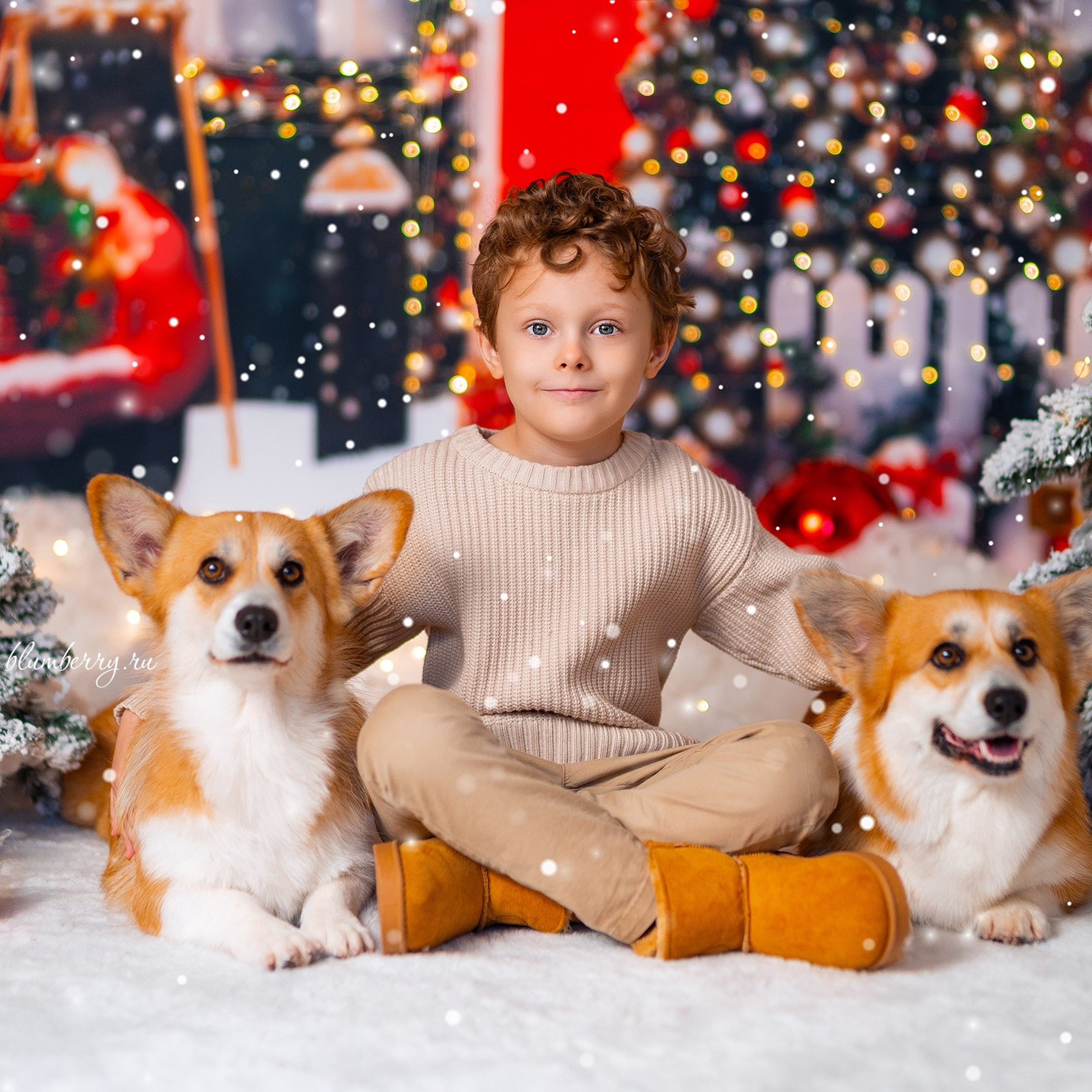 Новогодняя с корги. Детский и семейный фотограф в Краснодаре Анастасия Blumberry