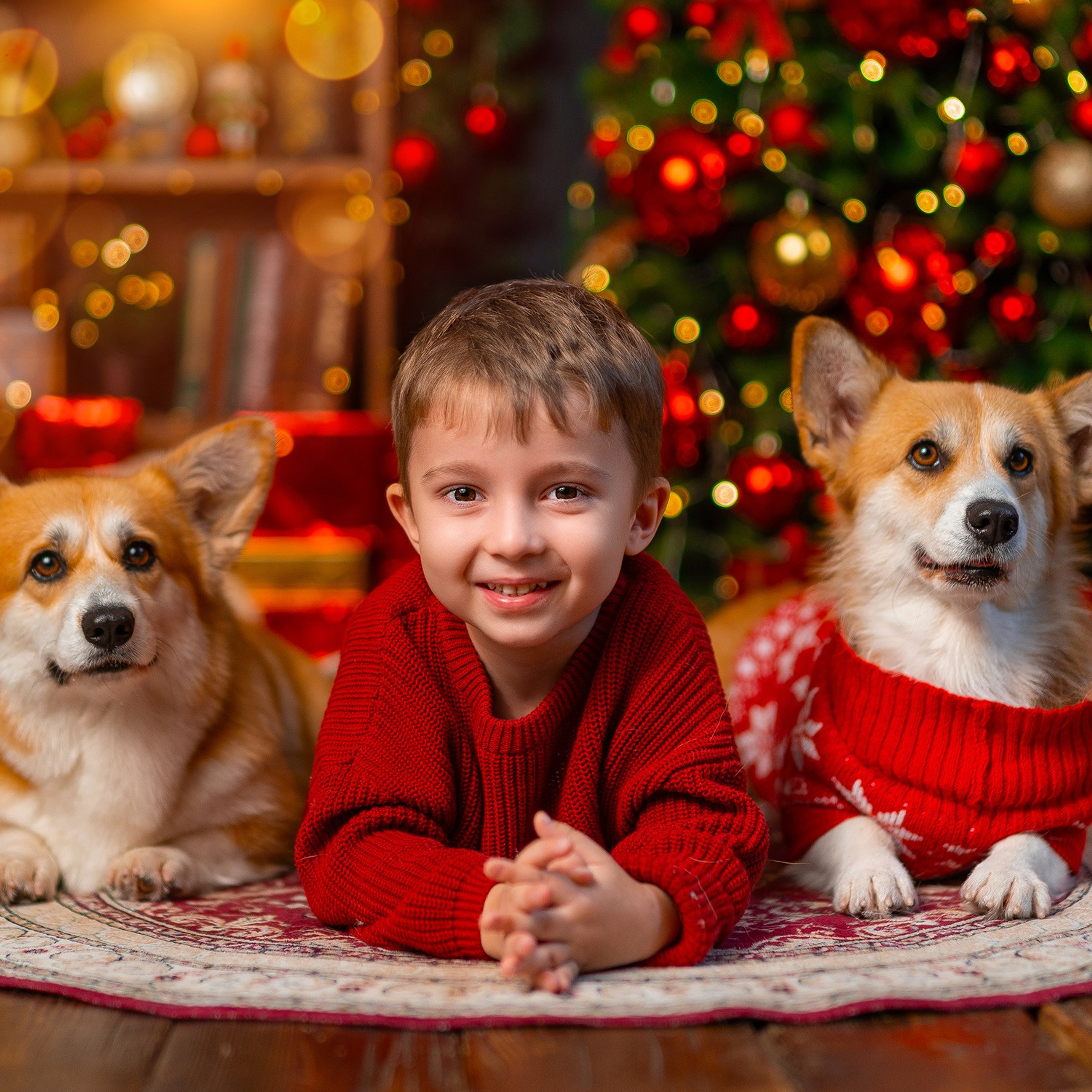 Новогодняя с корги. Детский и семейный фотограф в Краснодаре Анастасия Blumberry
