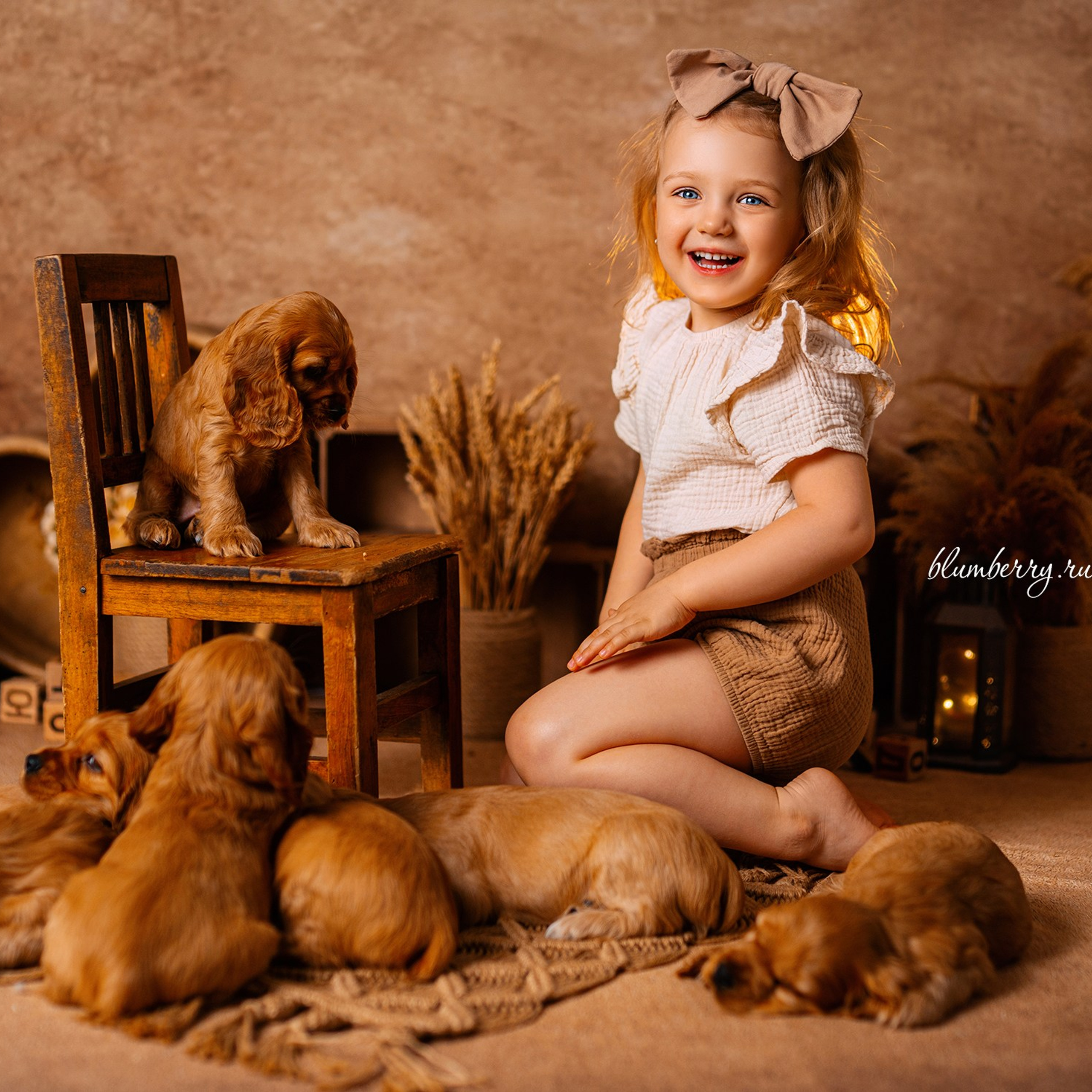 Щенки спаниеля. Детский и семейный фотограф в Краснодаре Анастасия Blumberry