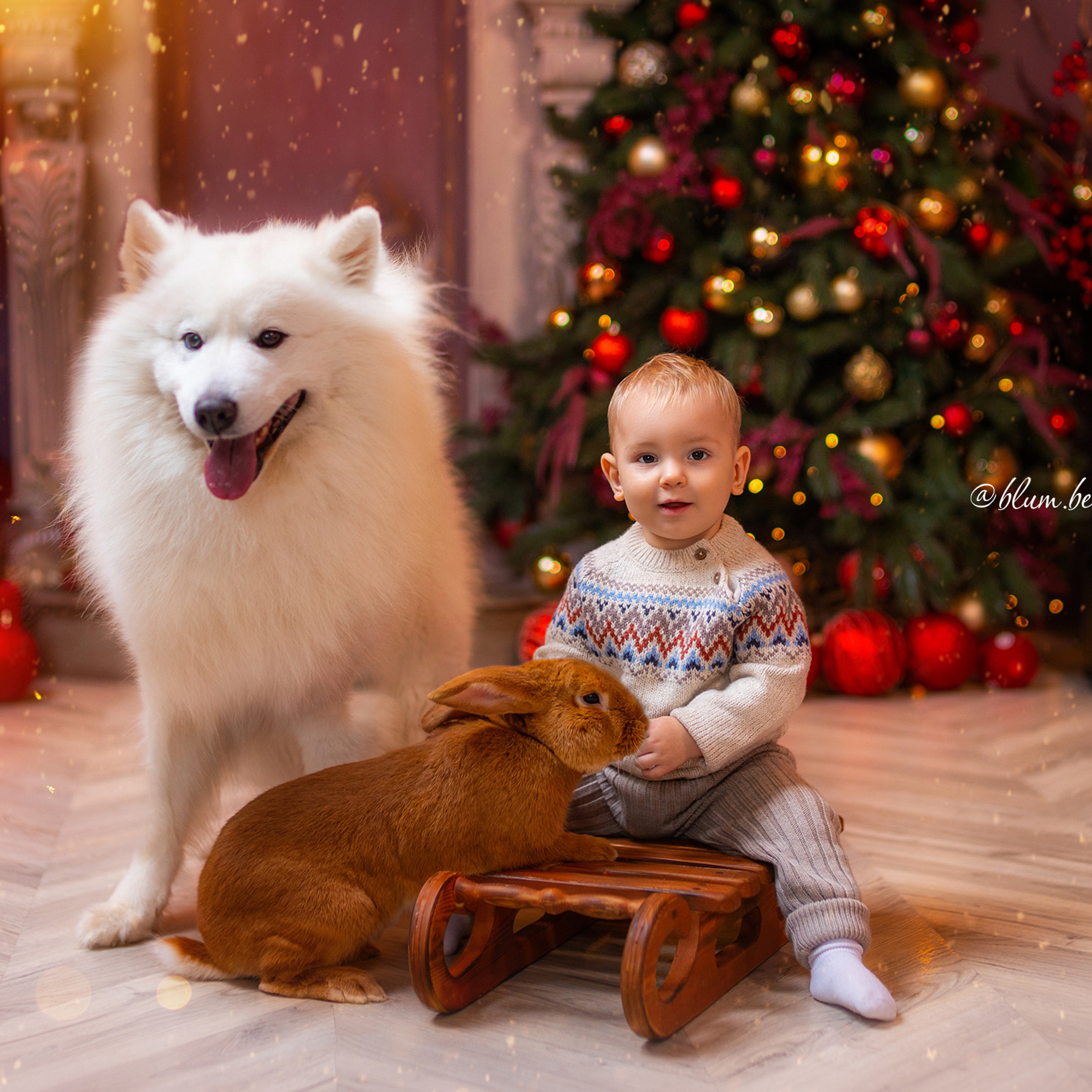 Новогодняя с самоедом и кроликом. Детский и семейный фотограф в Краснодаре Анастасия Blumberry