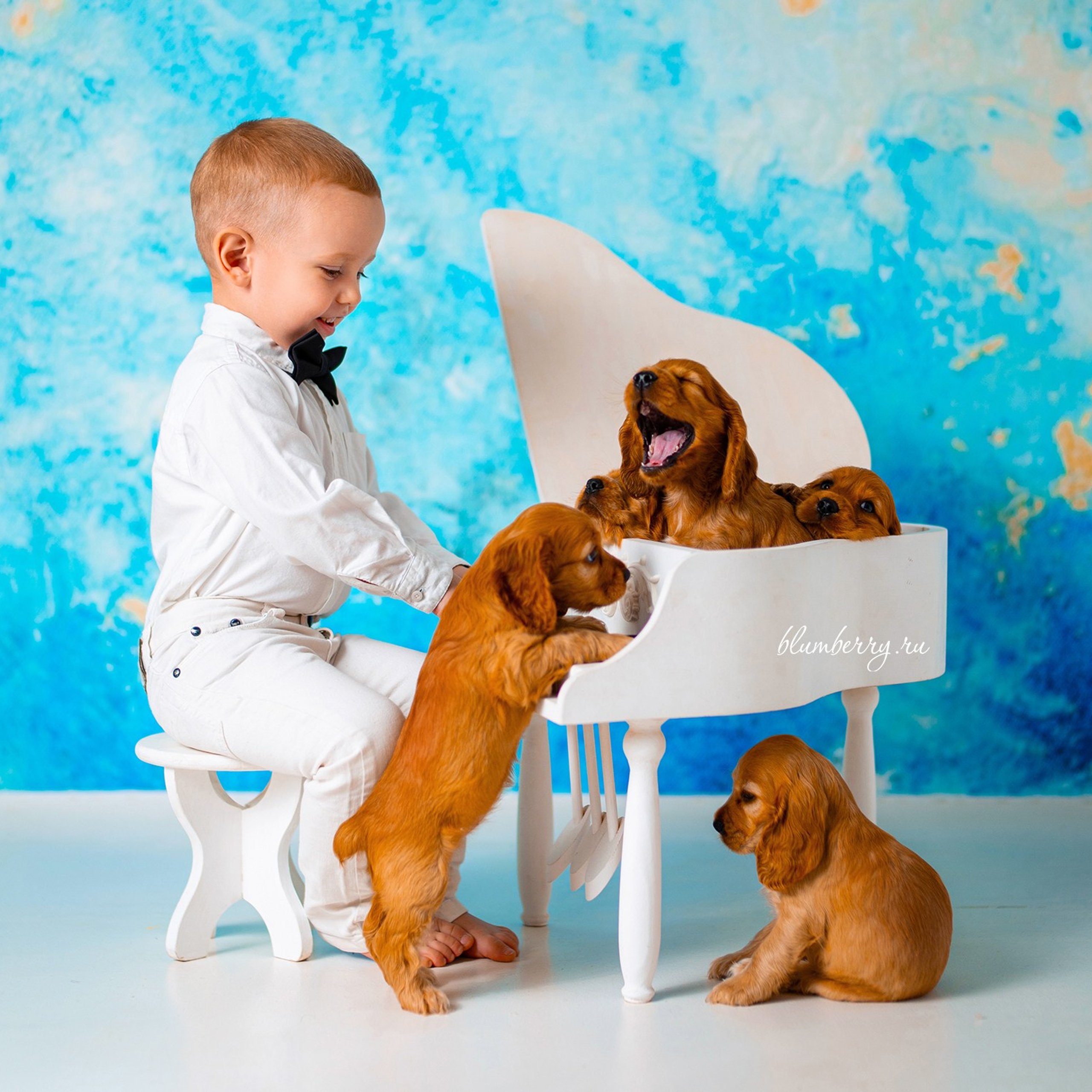 Щенки спаниеля. Детский и семейный фотограф в Краснодаре Анастасия Blumberry
