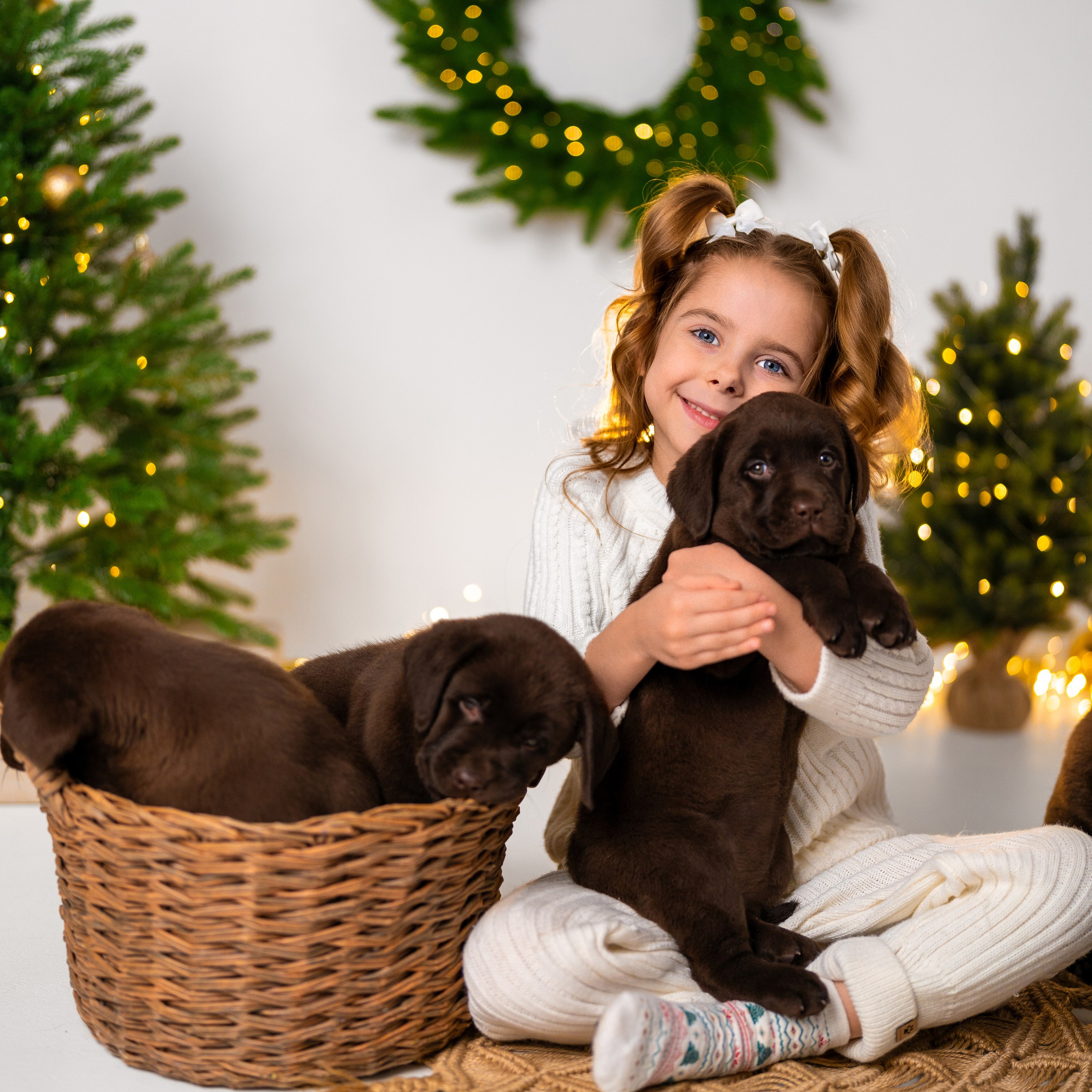 Щенки лабрадоры. Детский и семейный фотограф в Краснодаре Анастасия Blumberry