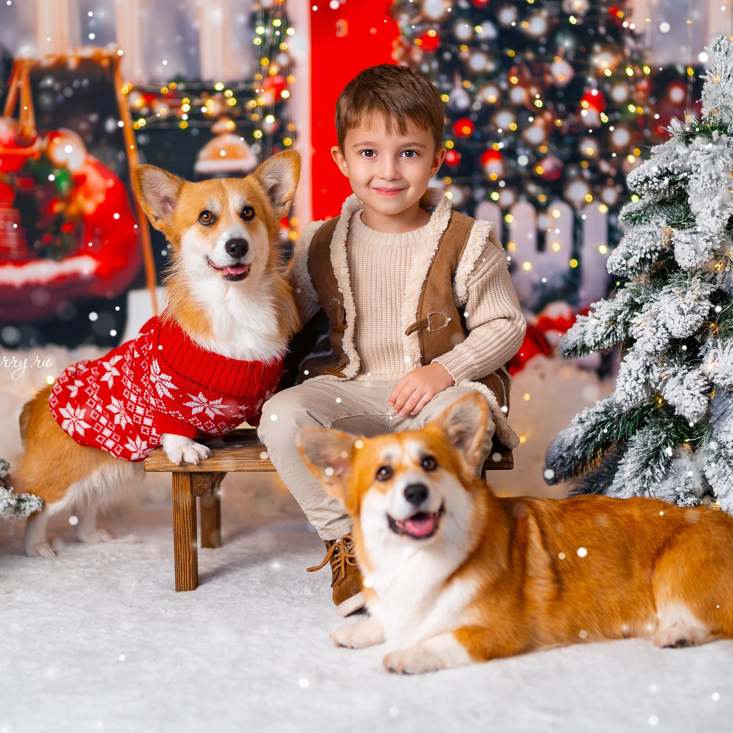 Новогодняя с корги. Детский и семейный фотограф в Краснодаре Анастасия Blumberry