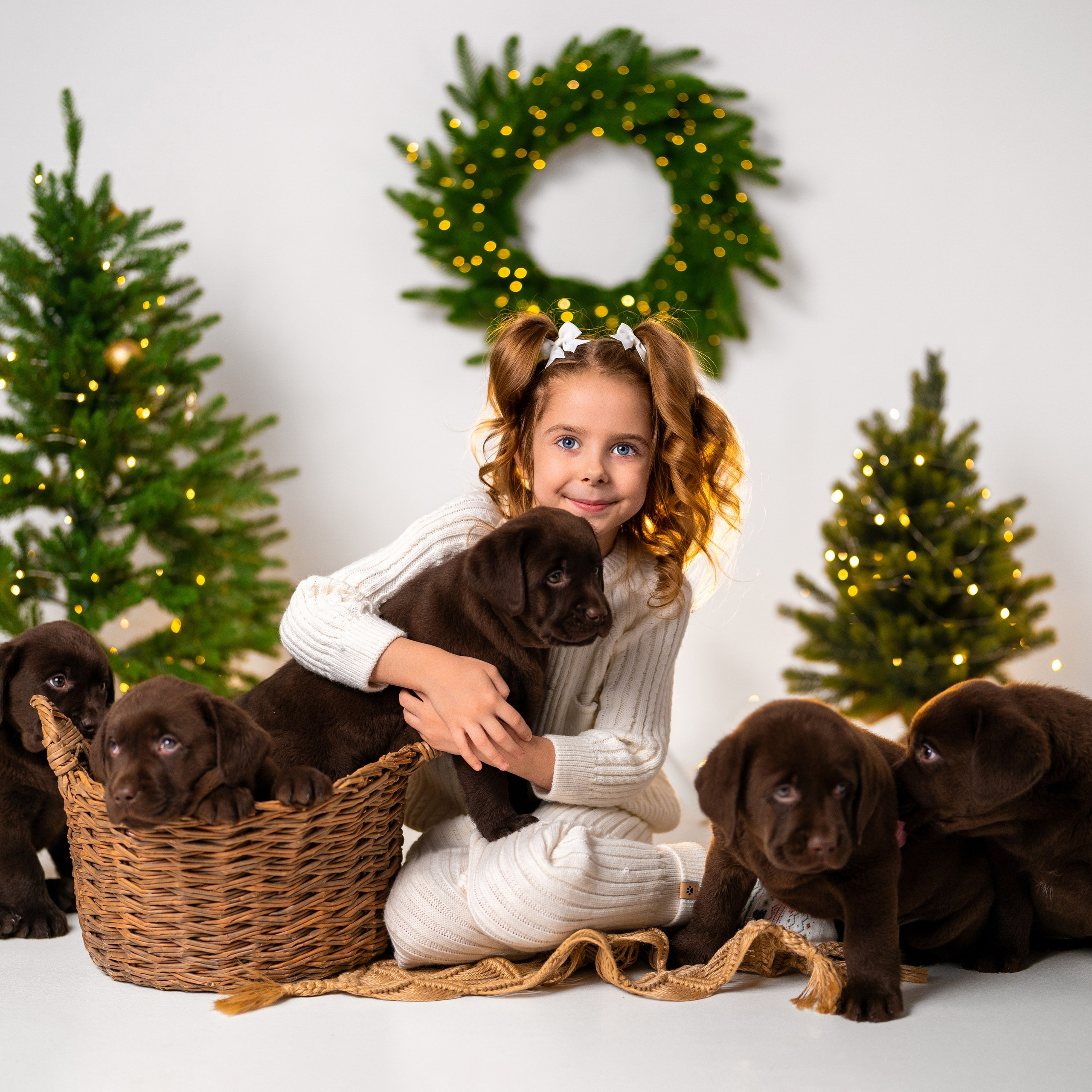 Щенки лабрадоры