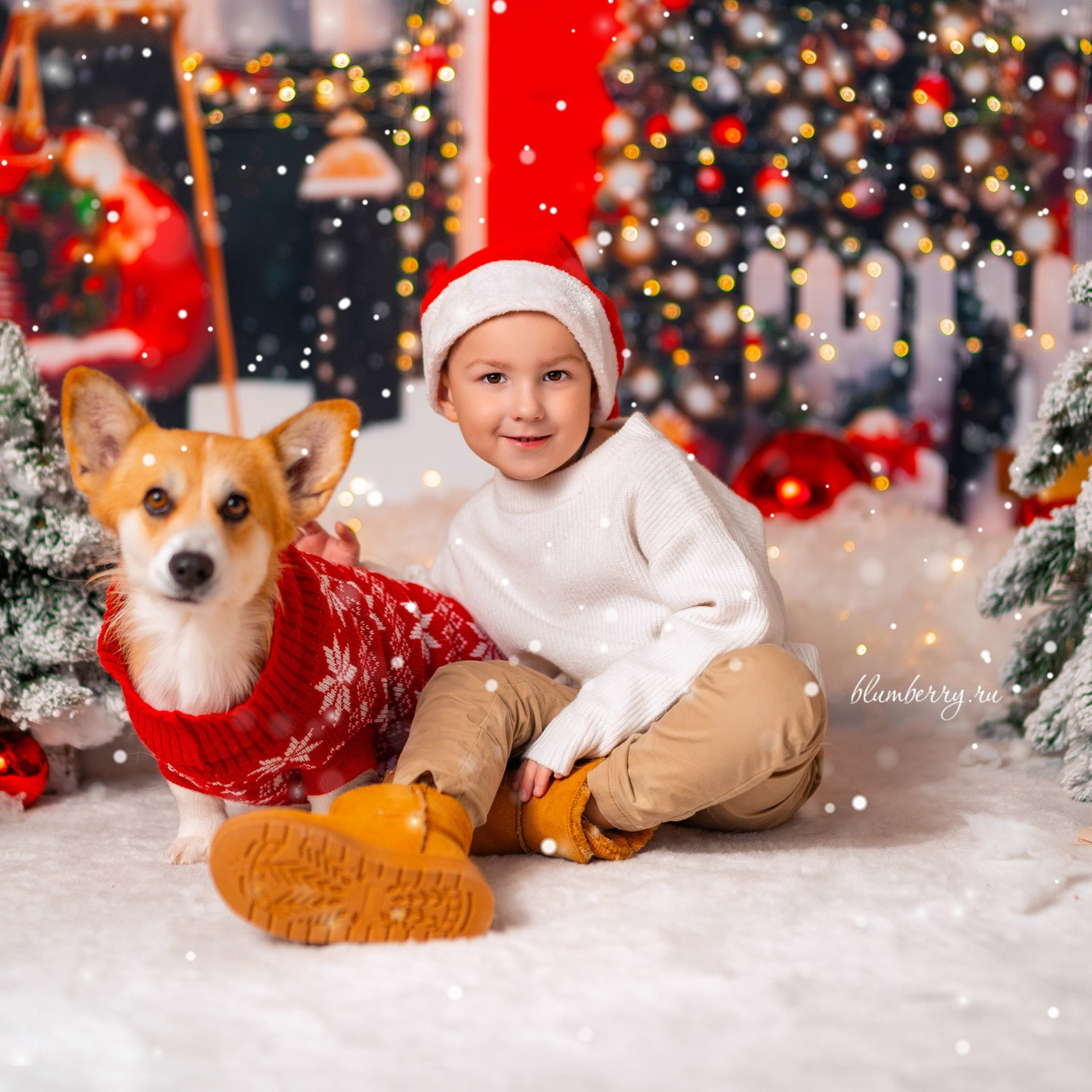 Новогодняя с корги. Детский и семейный фотограф в Краснодаре Анастасия Blumberry