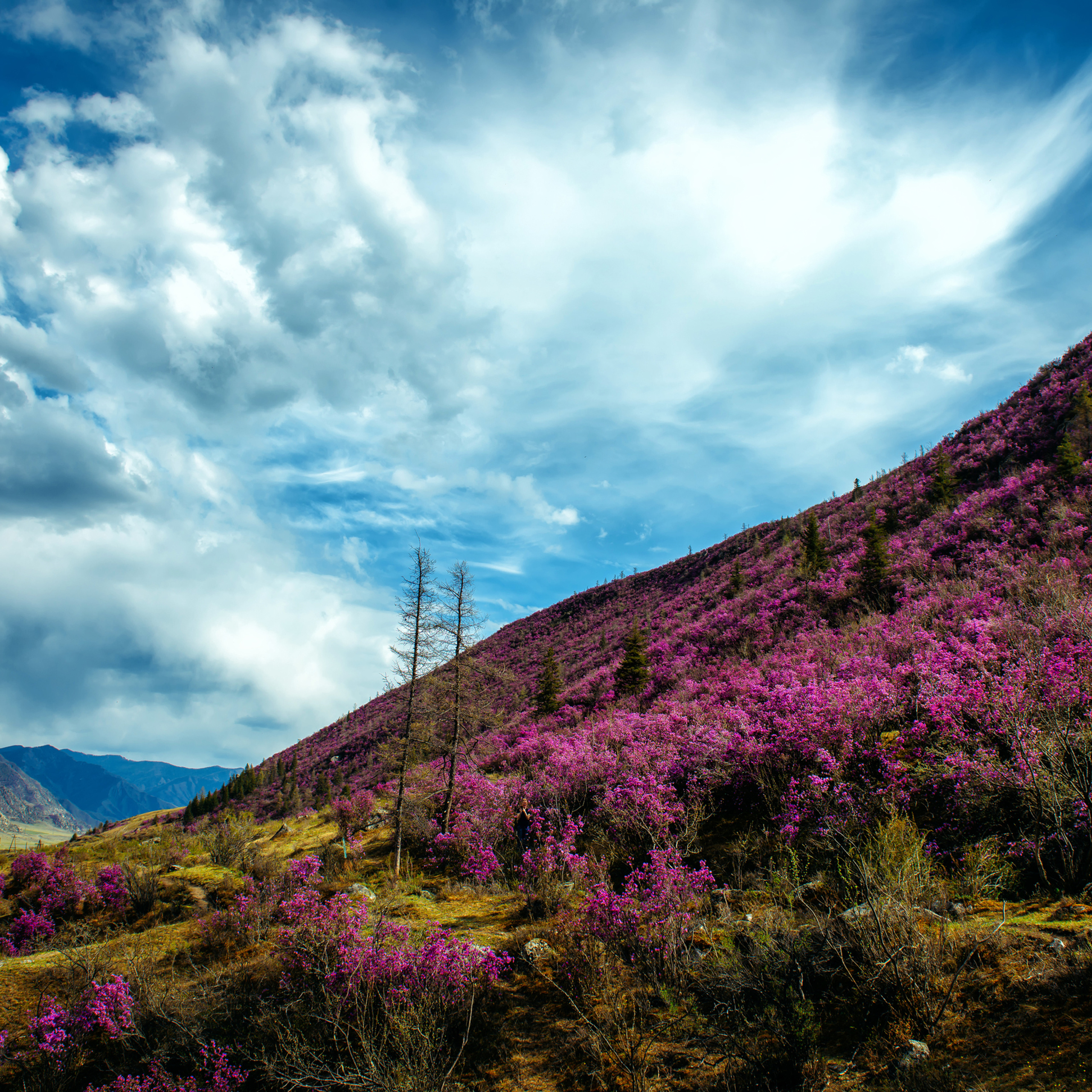 Алтай весной | Altai in spring