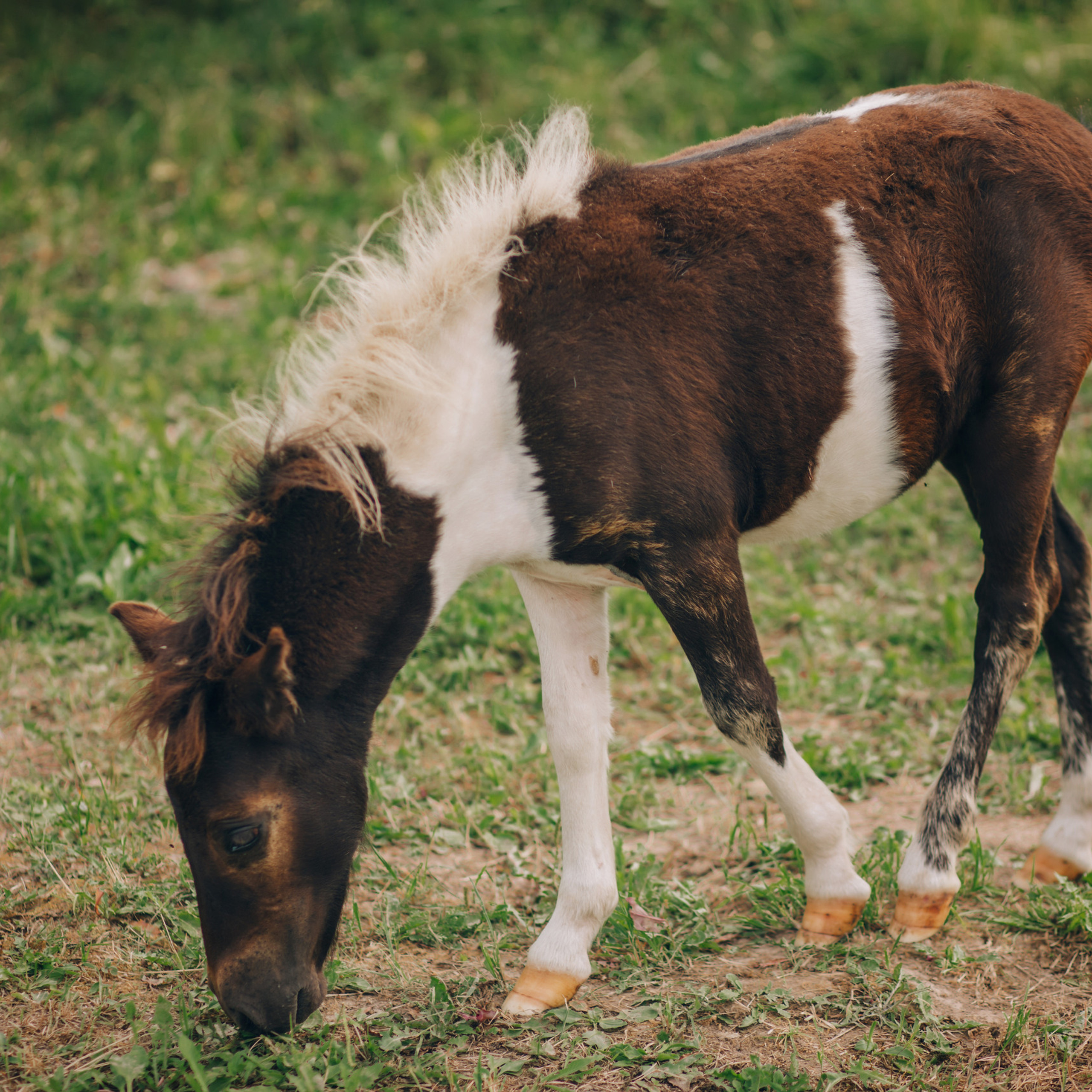 Отзывы фотограф Светлана Былова. Свадебный Церковный Семейный фотограф Светлана Былова Москва- Смоленск