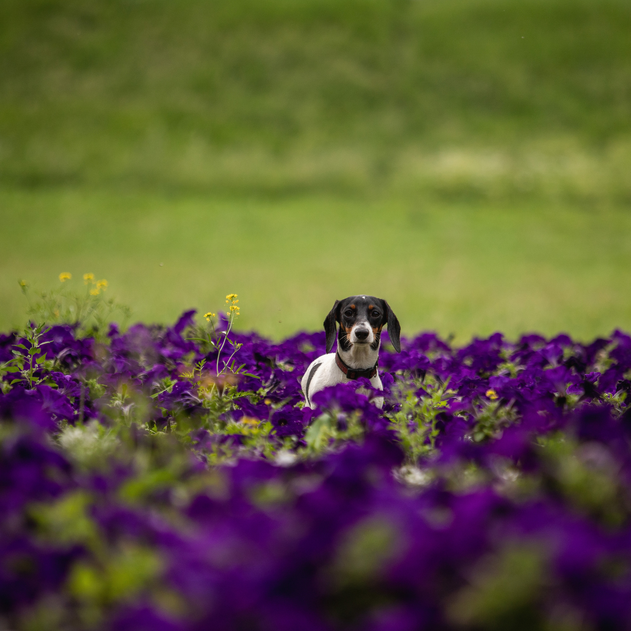Отзывы. Фотограф — Анималист | Санкт-Петербург