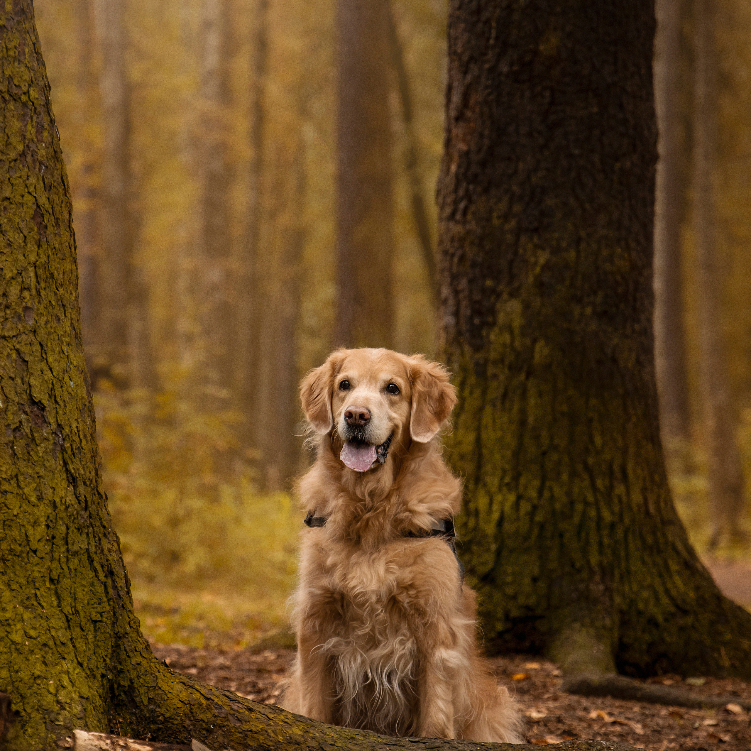 Отзывы. Фотограф — Анималист | Санкт-Петербург