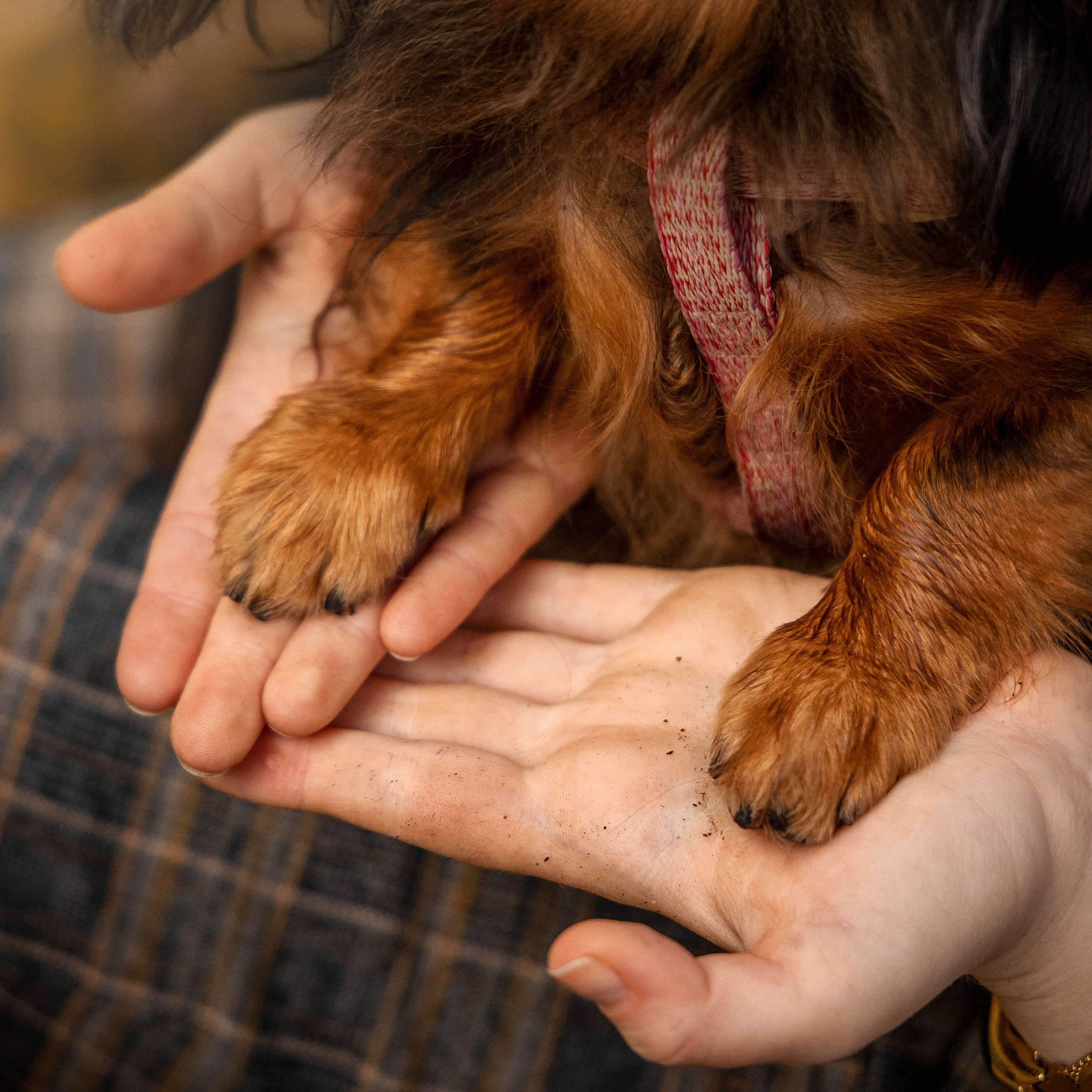 Отзывы. Фотограф — Анималист | Санкт-Петербург
