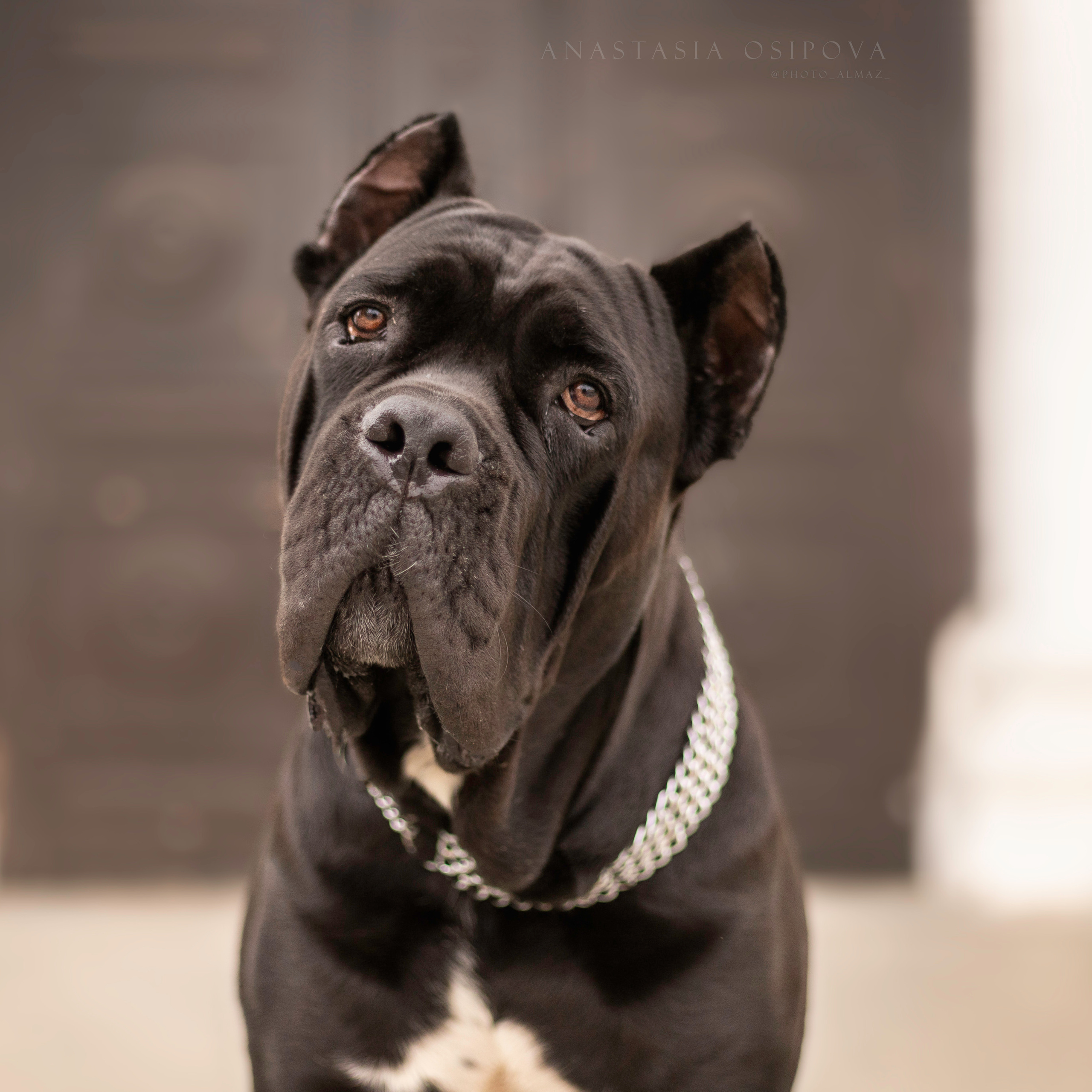 Отзывы. Фотограф — Анималист | Санкт-Петербург