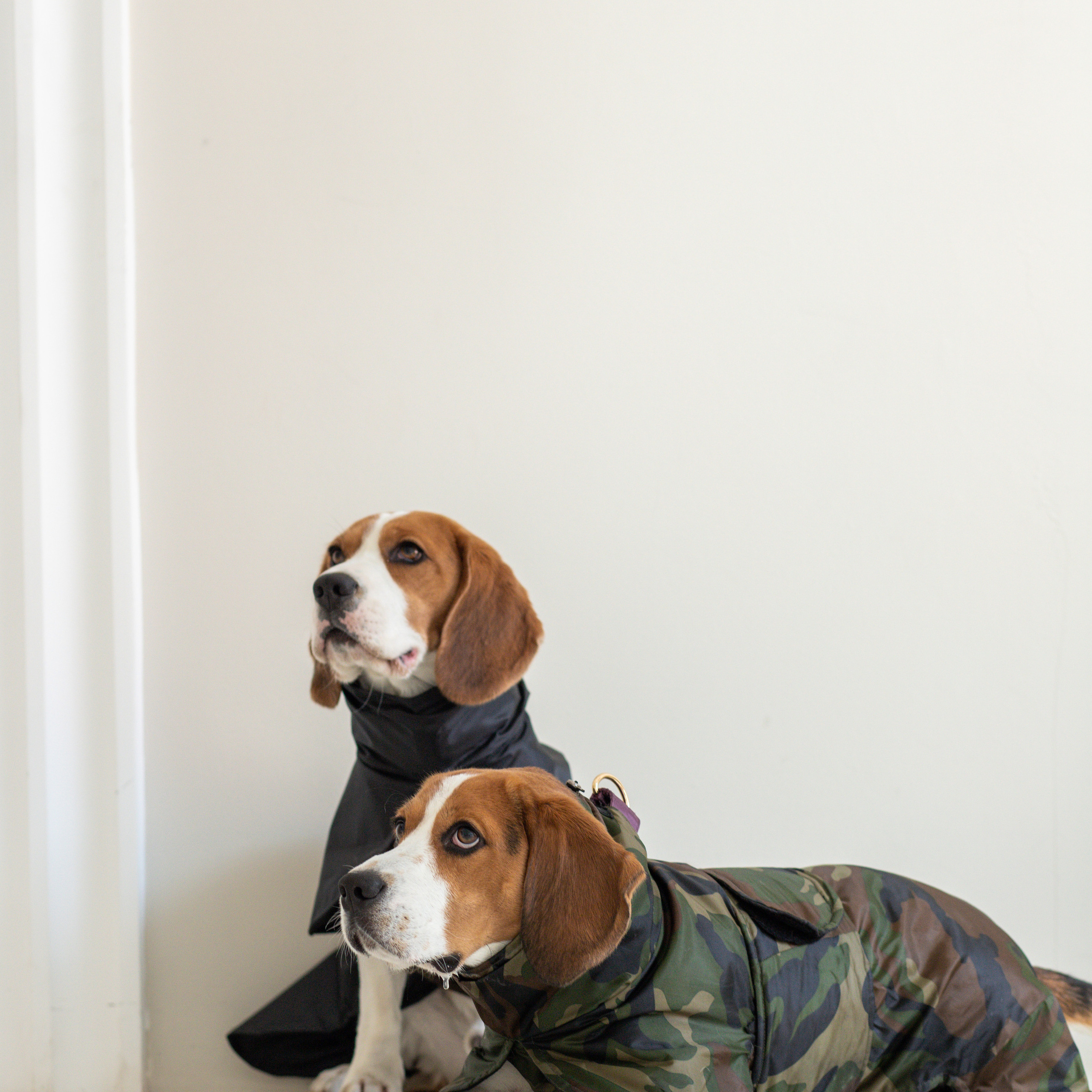 Отзывы. Фотограф — Анималист | Санкт-Петербург