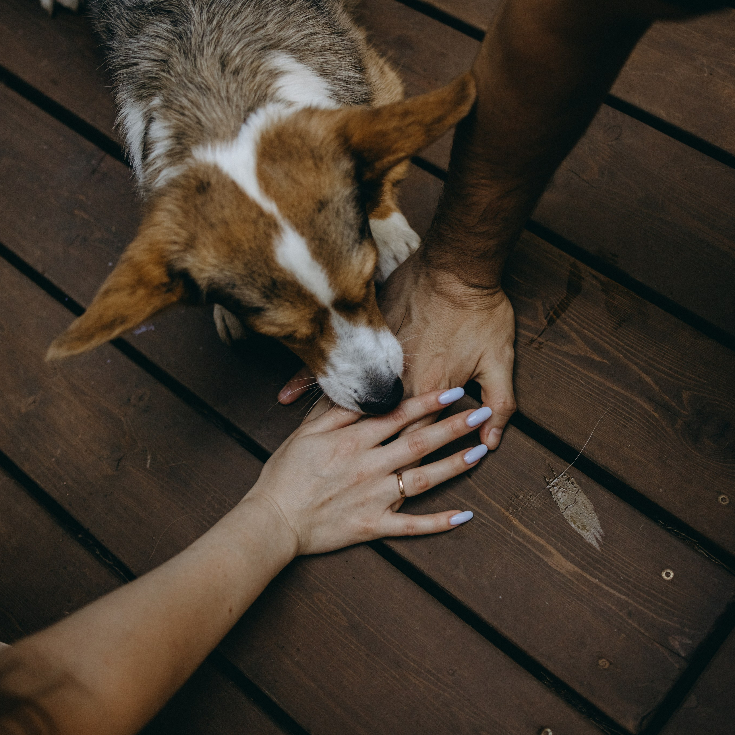 Отзывы. Фотограф — Анималист | Санкт-Петербург