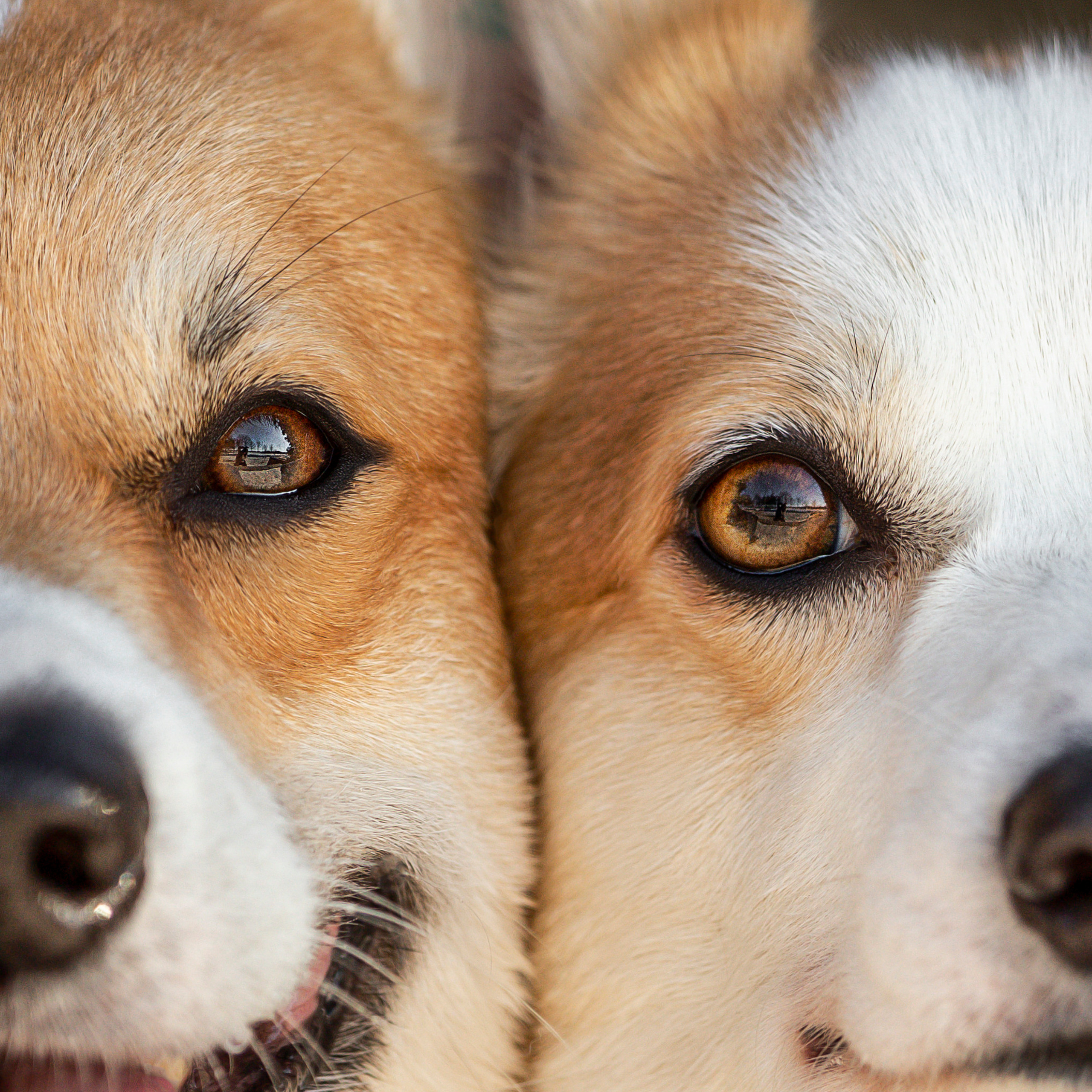 Отзывы. Фотограф — Анималист | Санкт-Петербург