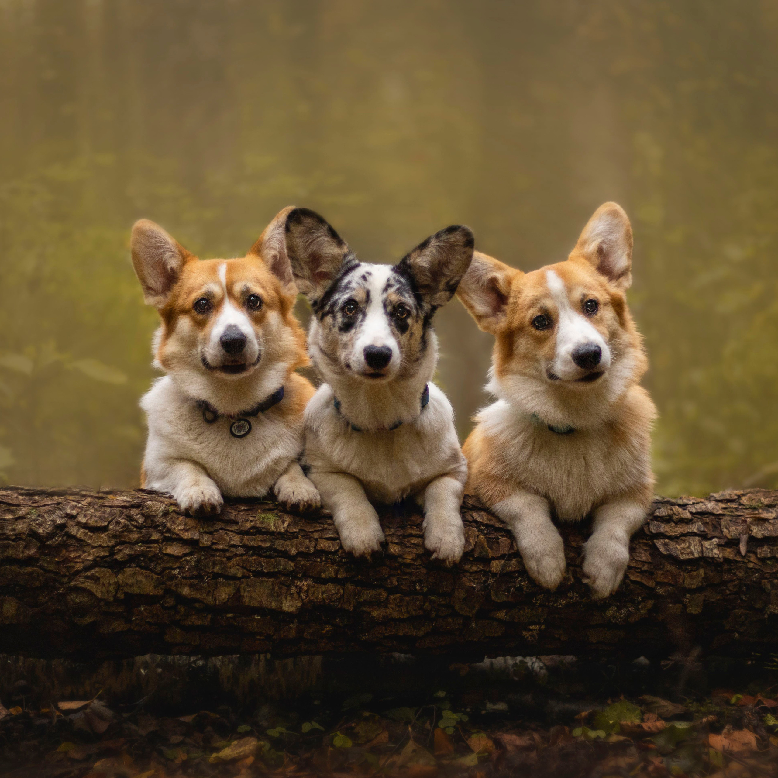 Отзывы. Фотограф — Анималист | Санкт-Петербург