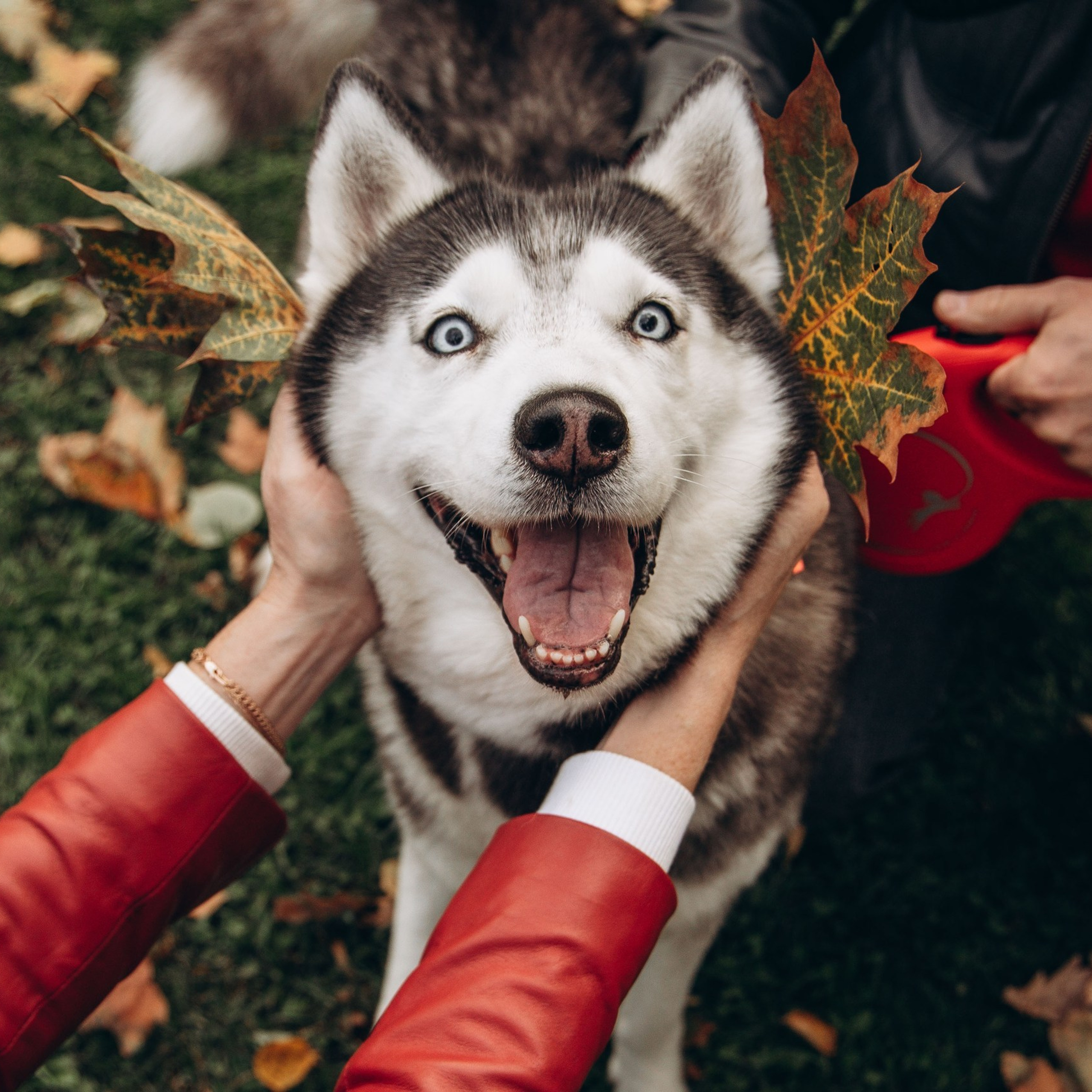 Отзывы. Фотограф — Анималист | Санкт-Петербург