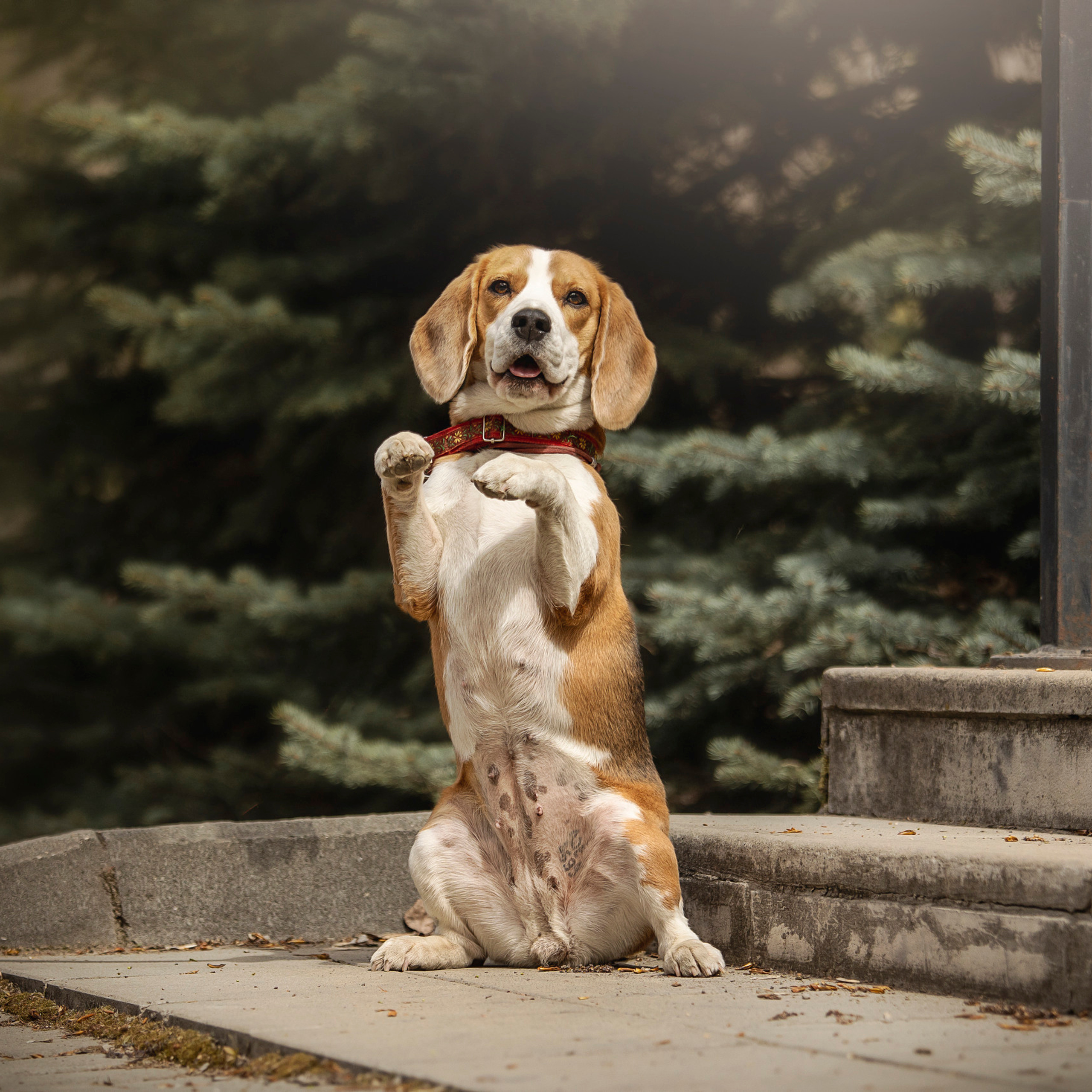 Отзывы. Фотограф — Анималист | Санкт-Петербург