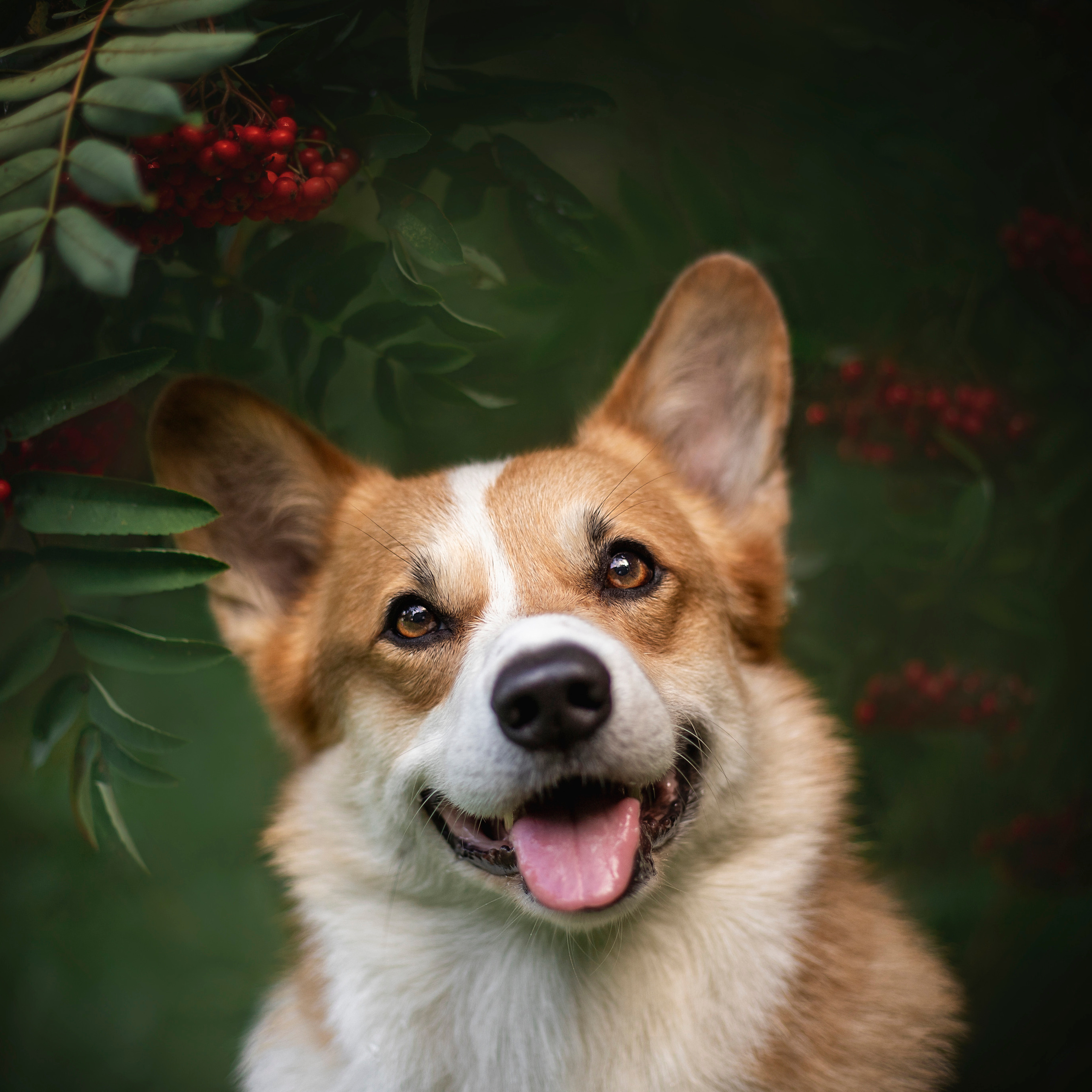 Отзывы. Фотограф — Анималист | Санкт-Петербург