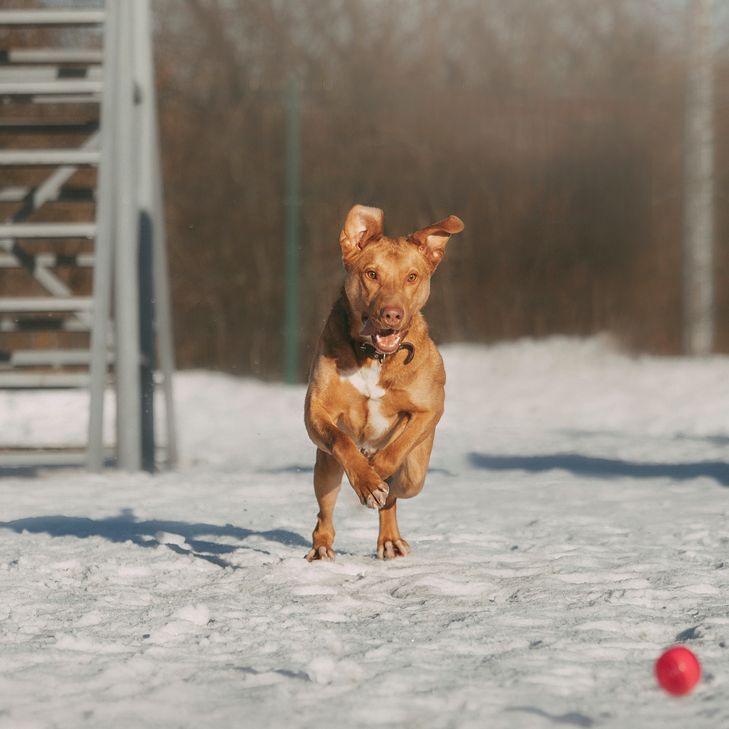 Отзывы. Фотограф — Анималист | Санкт-Петербург