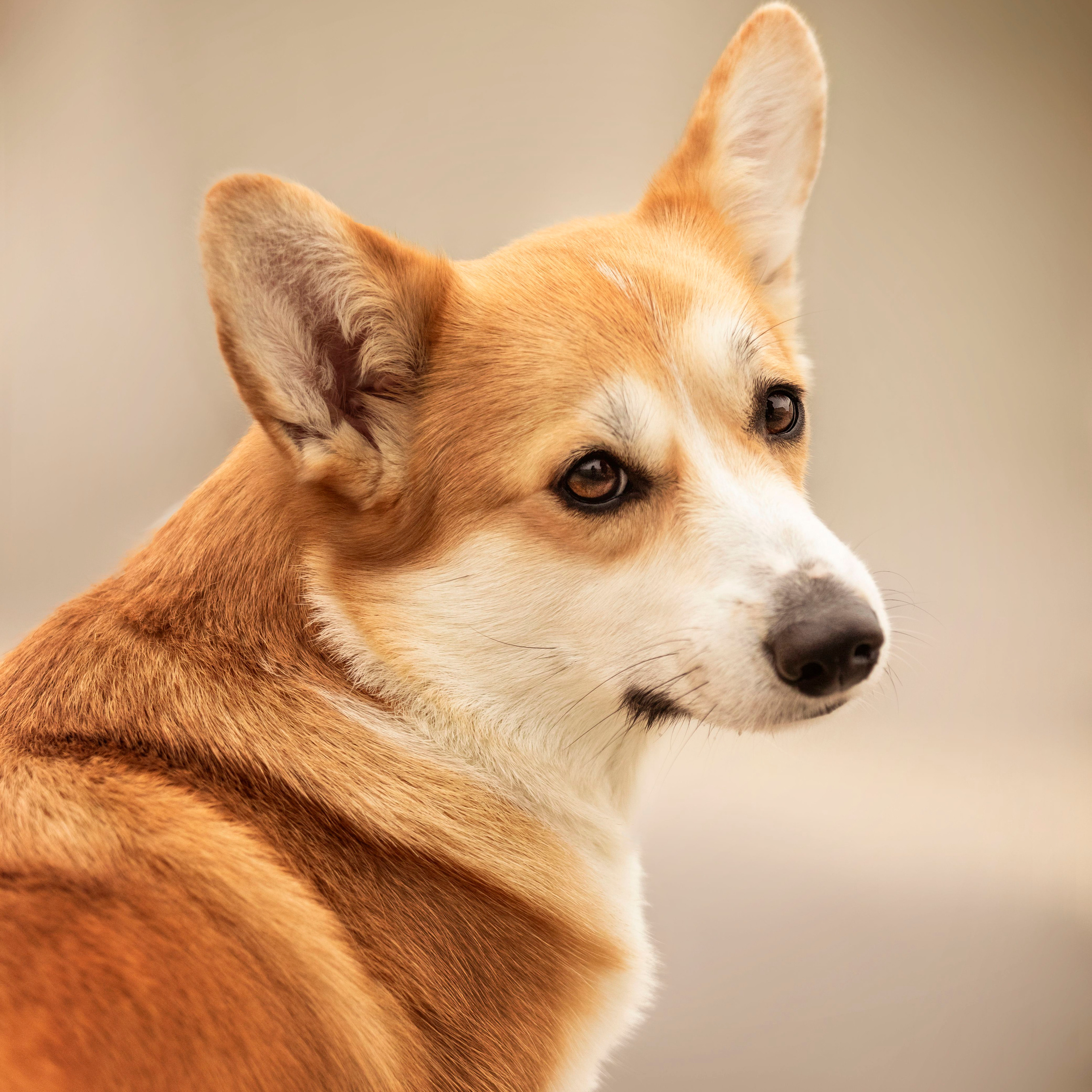 Отзывы. Фотограф — Анималист | Санкт-Петербург