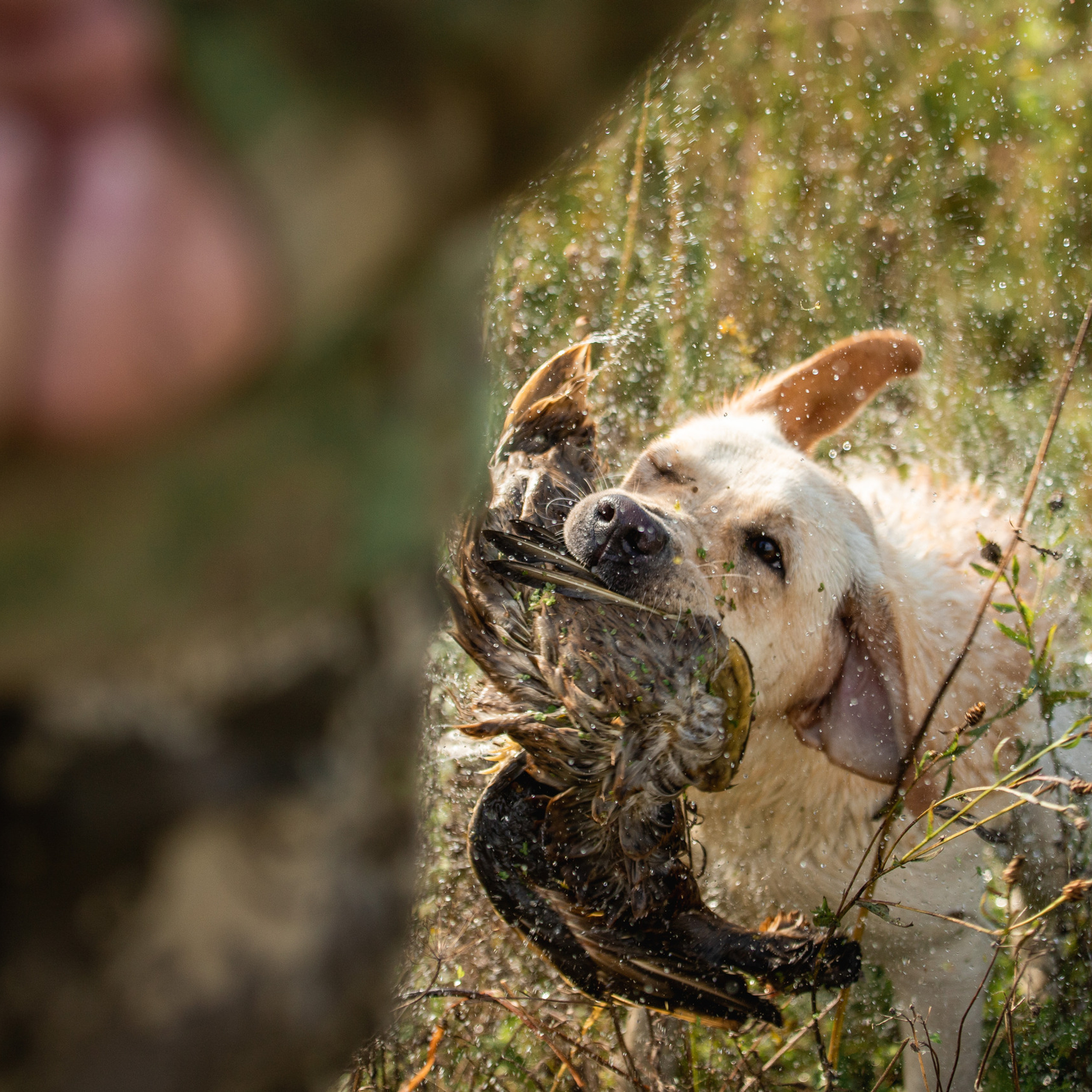 Отзывы. Фотограф — Анималист | Санкт-Петербург