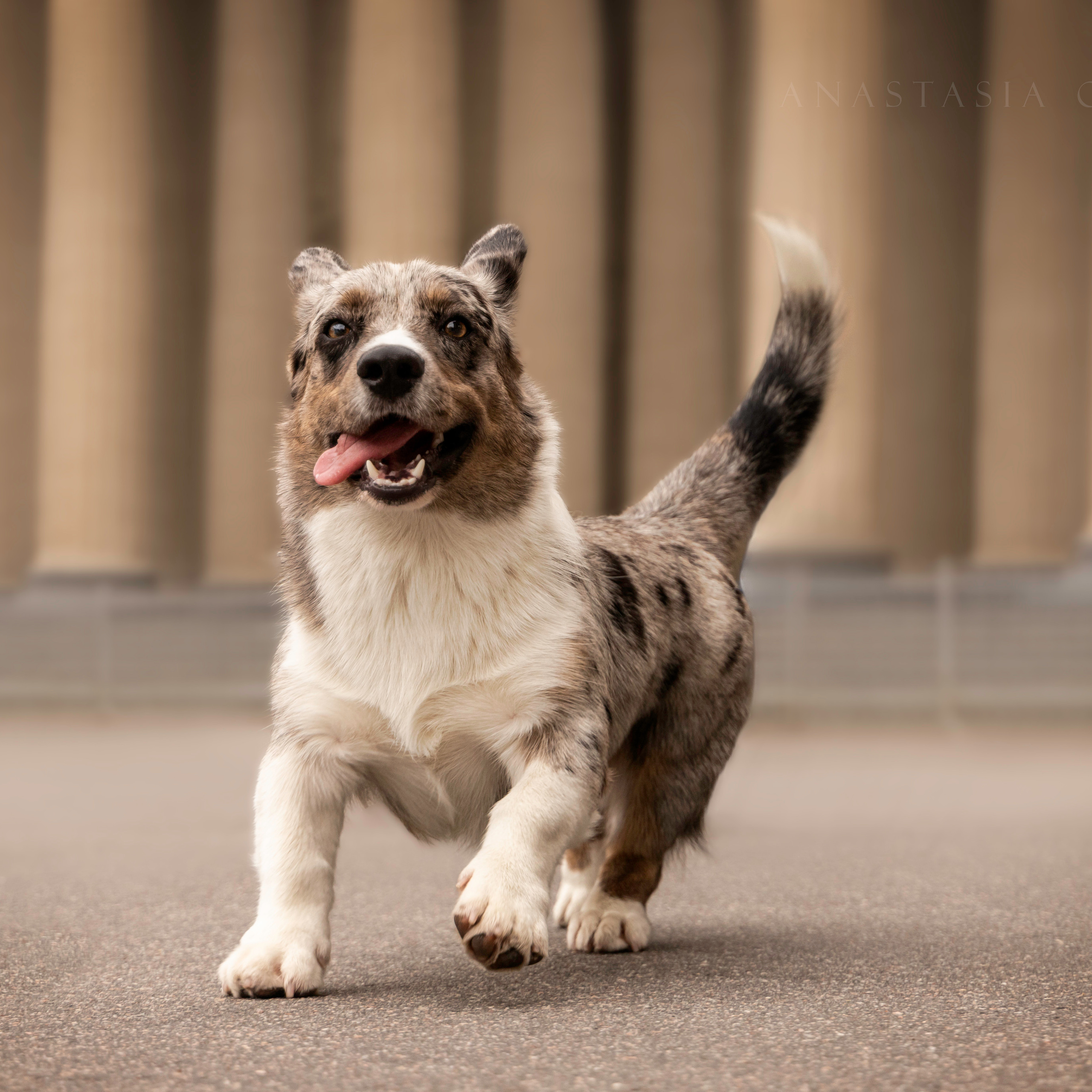Отзывы. Фотограф — Анималист | Санкт-Петербург