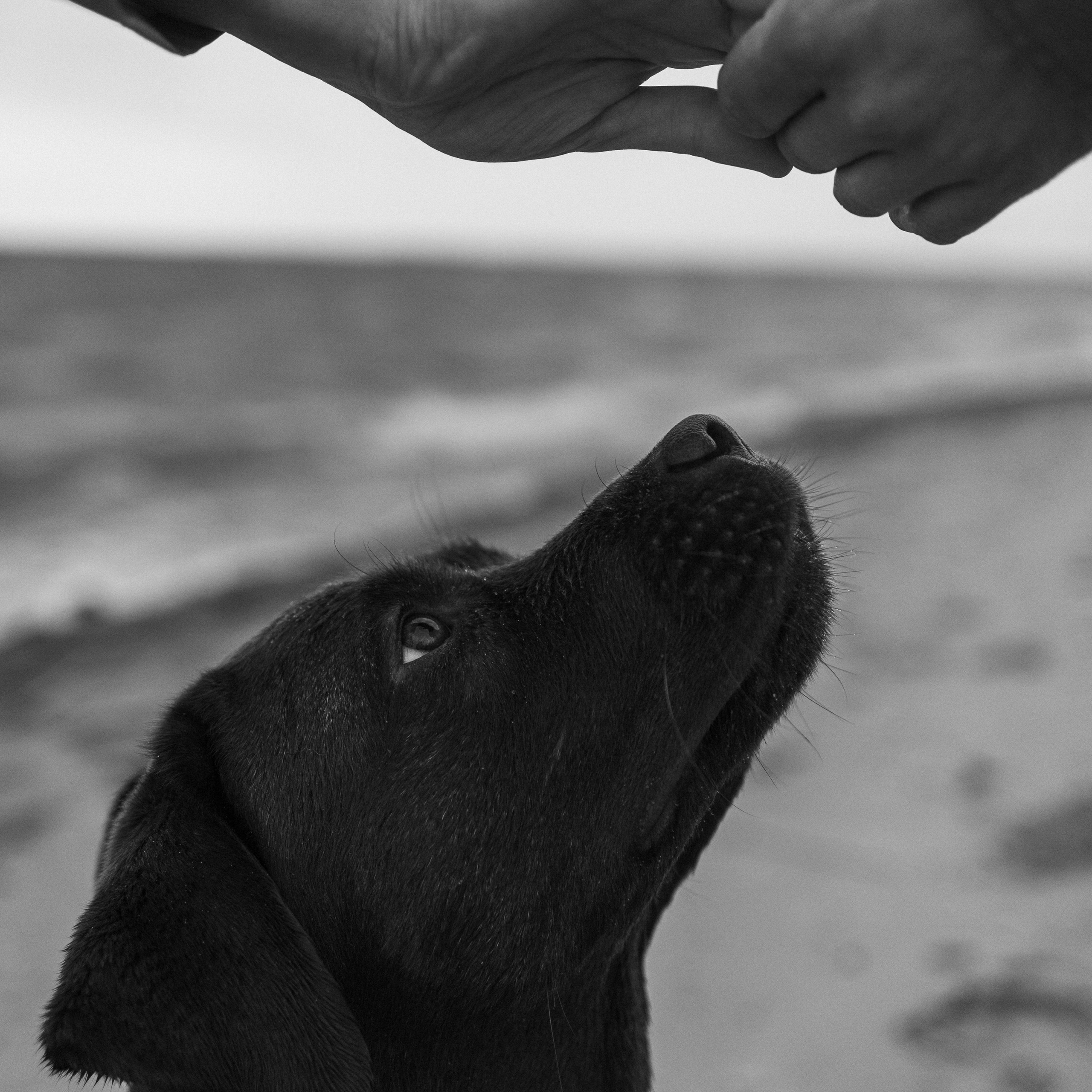 Отзывы. Фотограф — Анималист | Санкт-Петербург