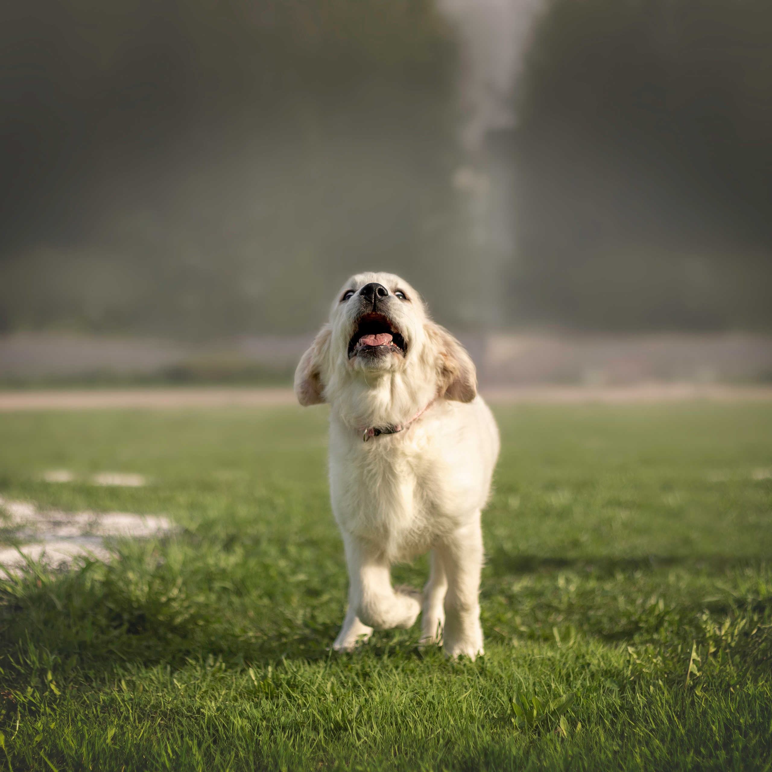 Отзывы. Фотограф — Анималист | Санкт-Петербург