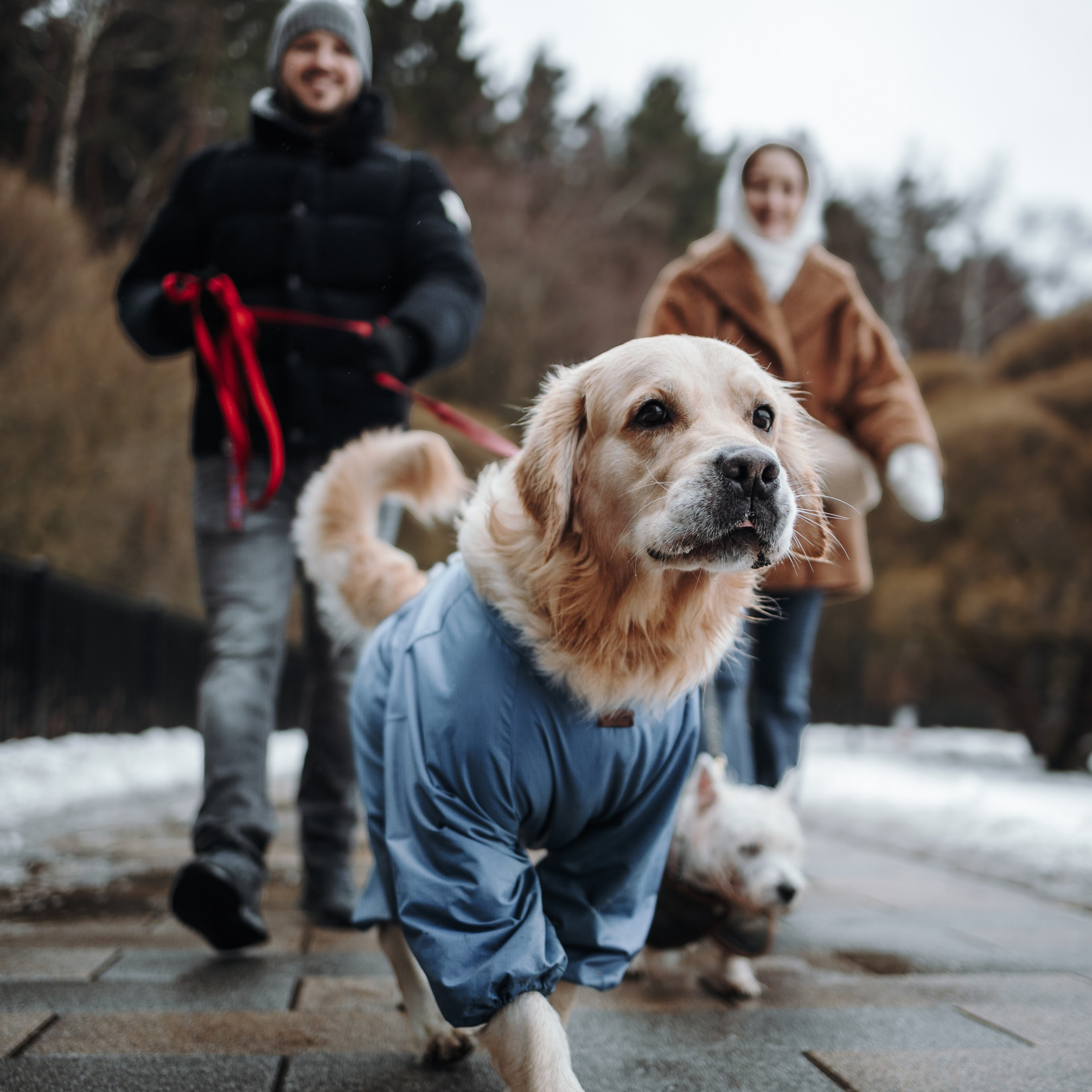 Шелби, Ватсон и ребята