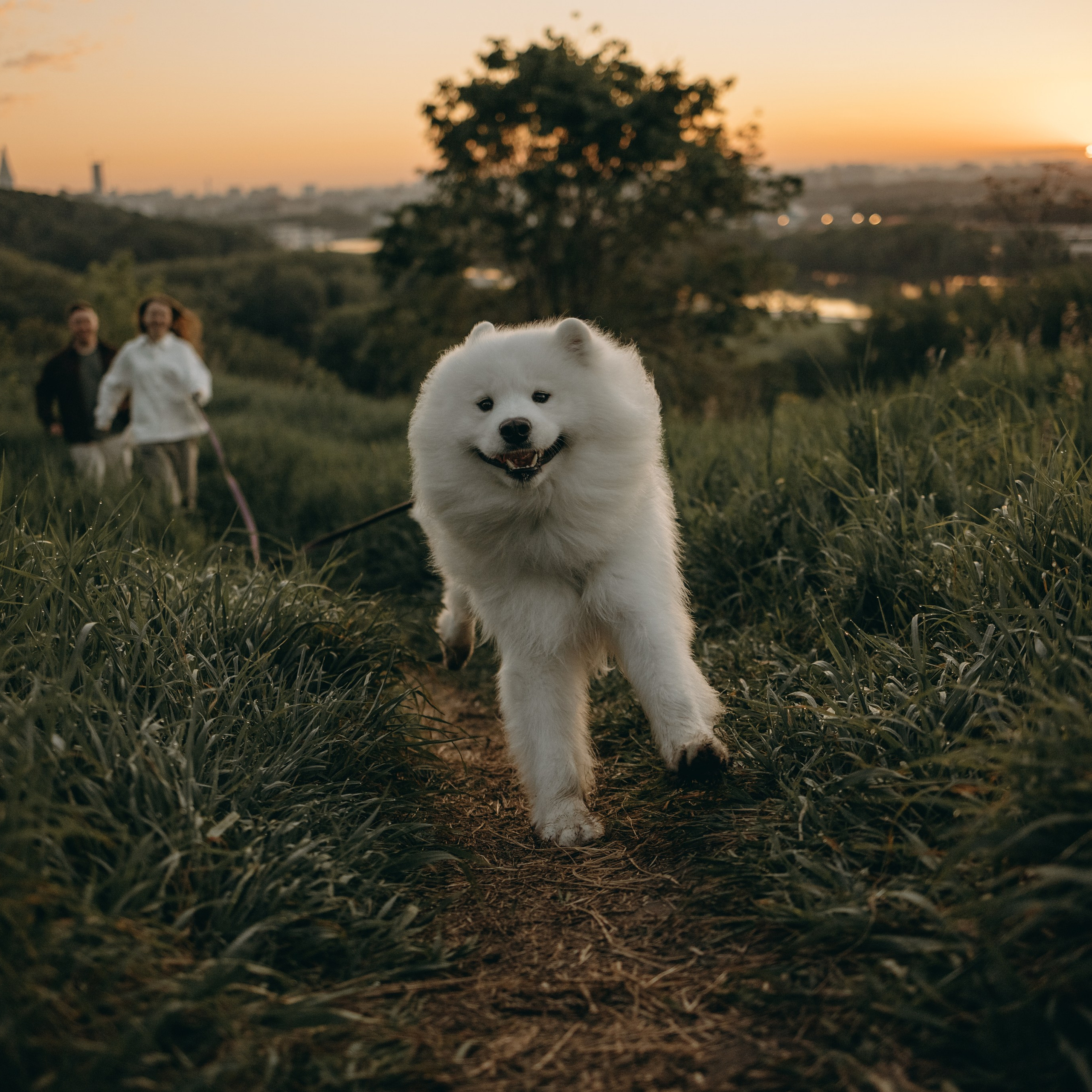Танго и его семья