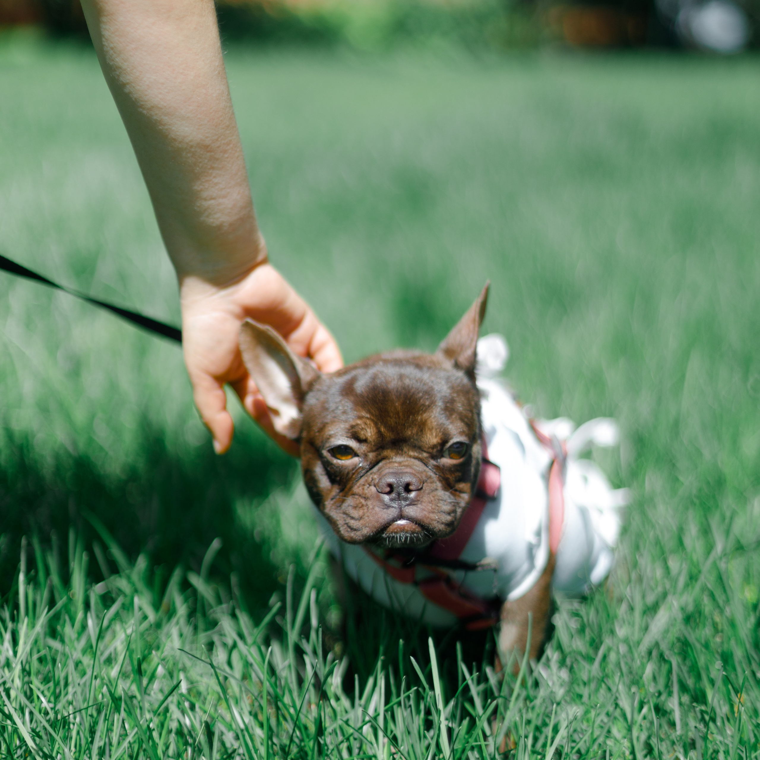 Фотографии животных (для приютов, продажи, Авито). Фотограф Москва Суркова Ангелина