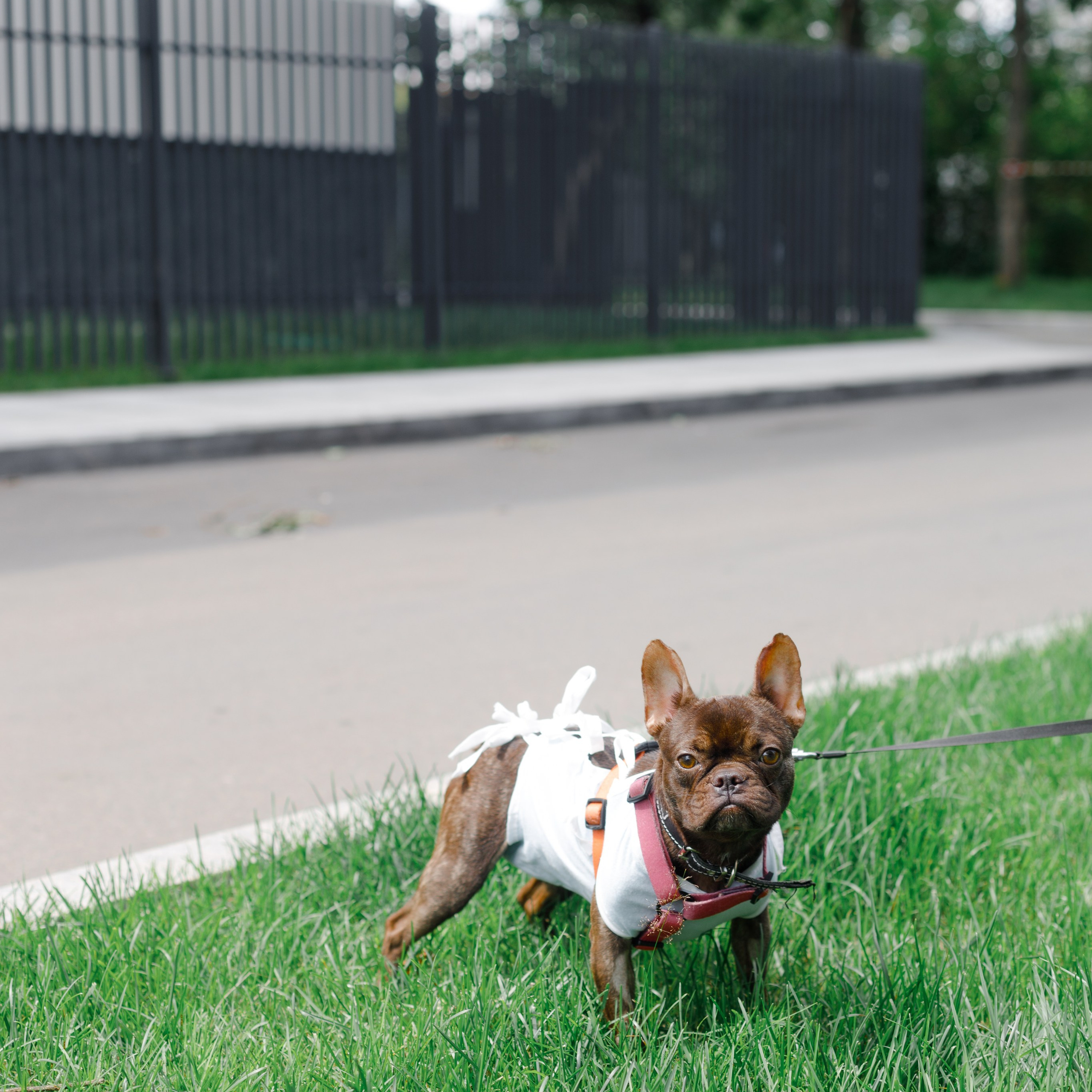 Фотографии животных (для приютов, продажи, Авито). Фотограф Москва Суркова Ангелина
