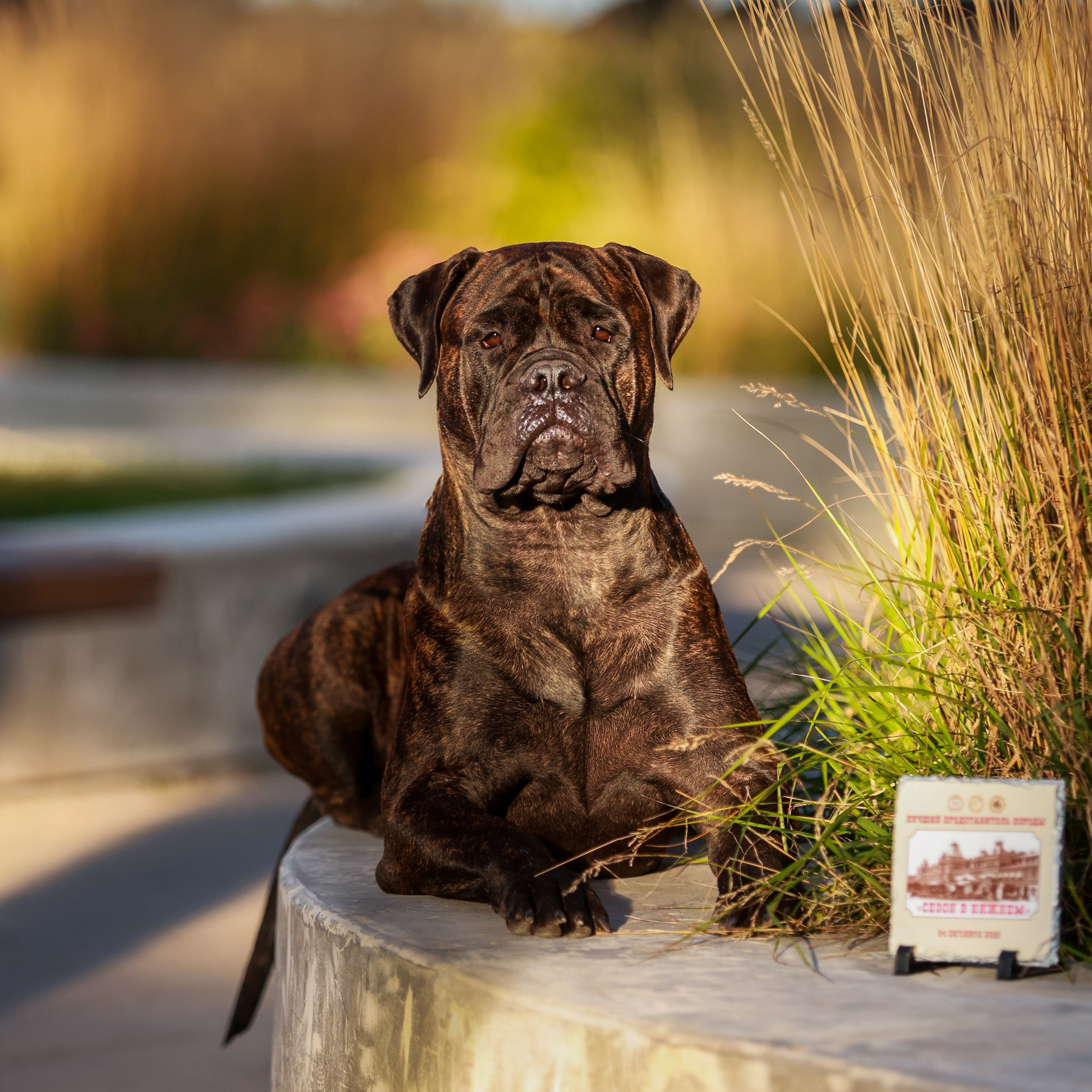 Отзывы. Семейный и детский фотограф в Москве Мария Быкова