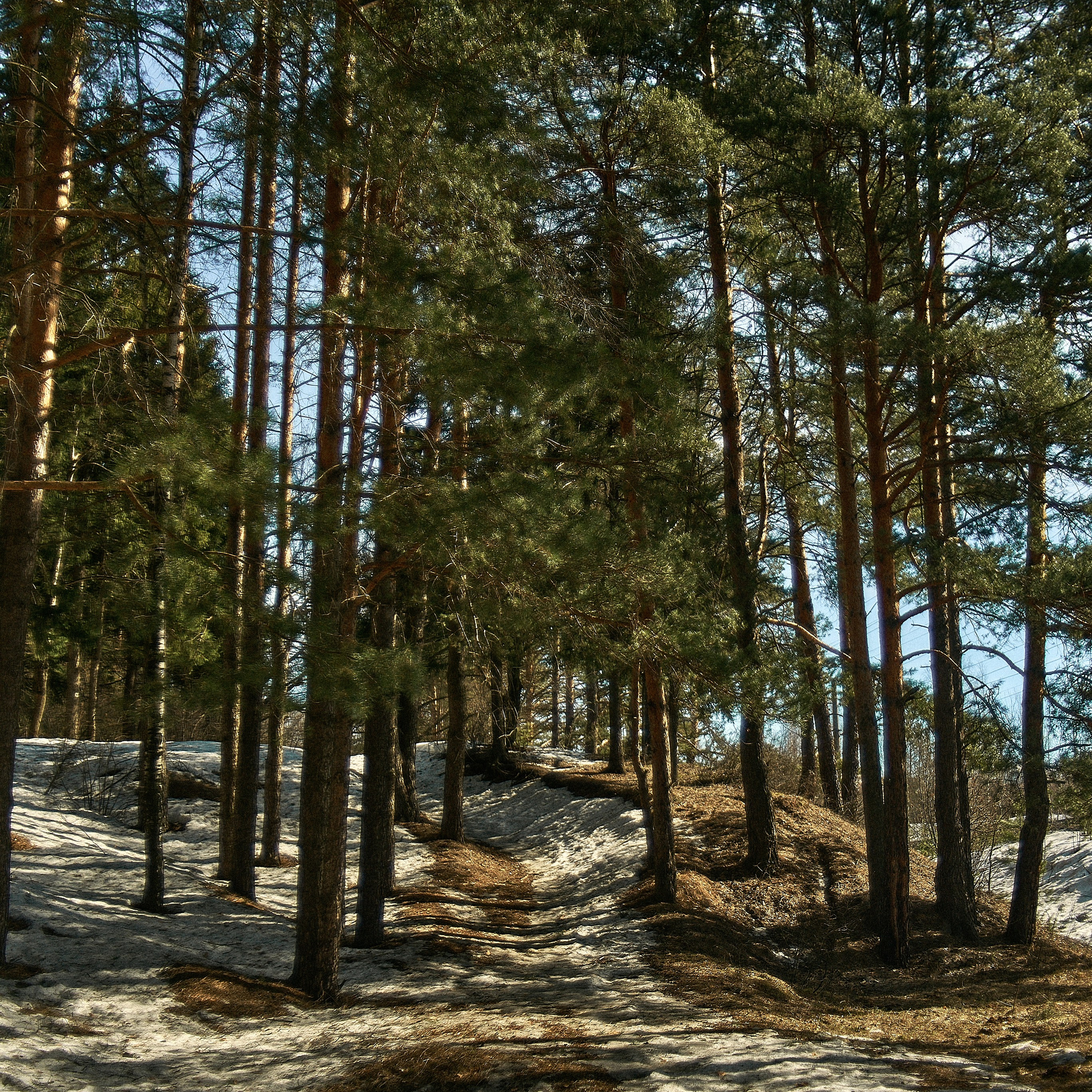 Фотосессия с собакой. Фотограф в Нижнем Новгороде Yulia_Kuvshinka