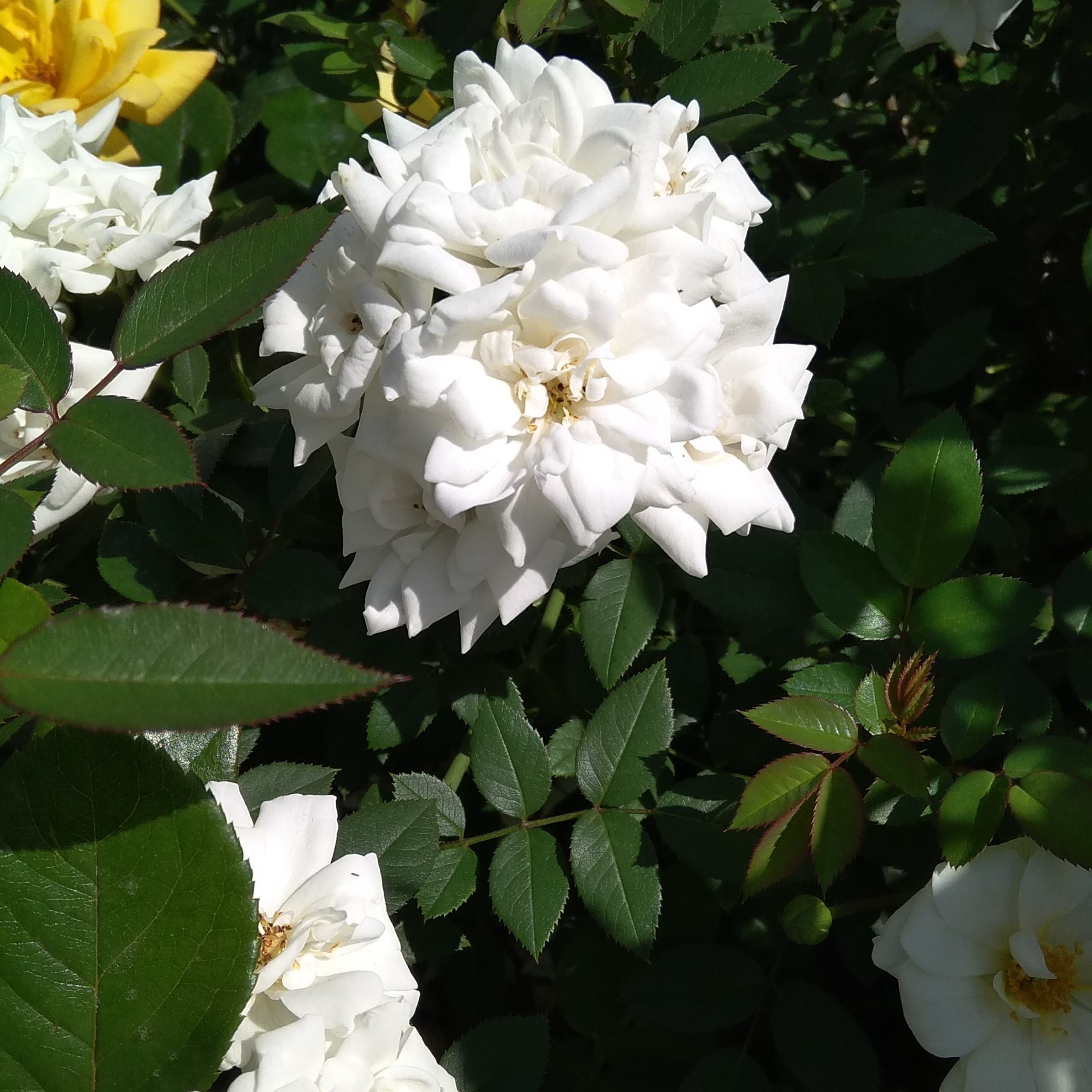 Feed back. Photographer in Provence Julia Lipiainen