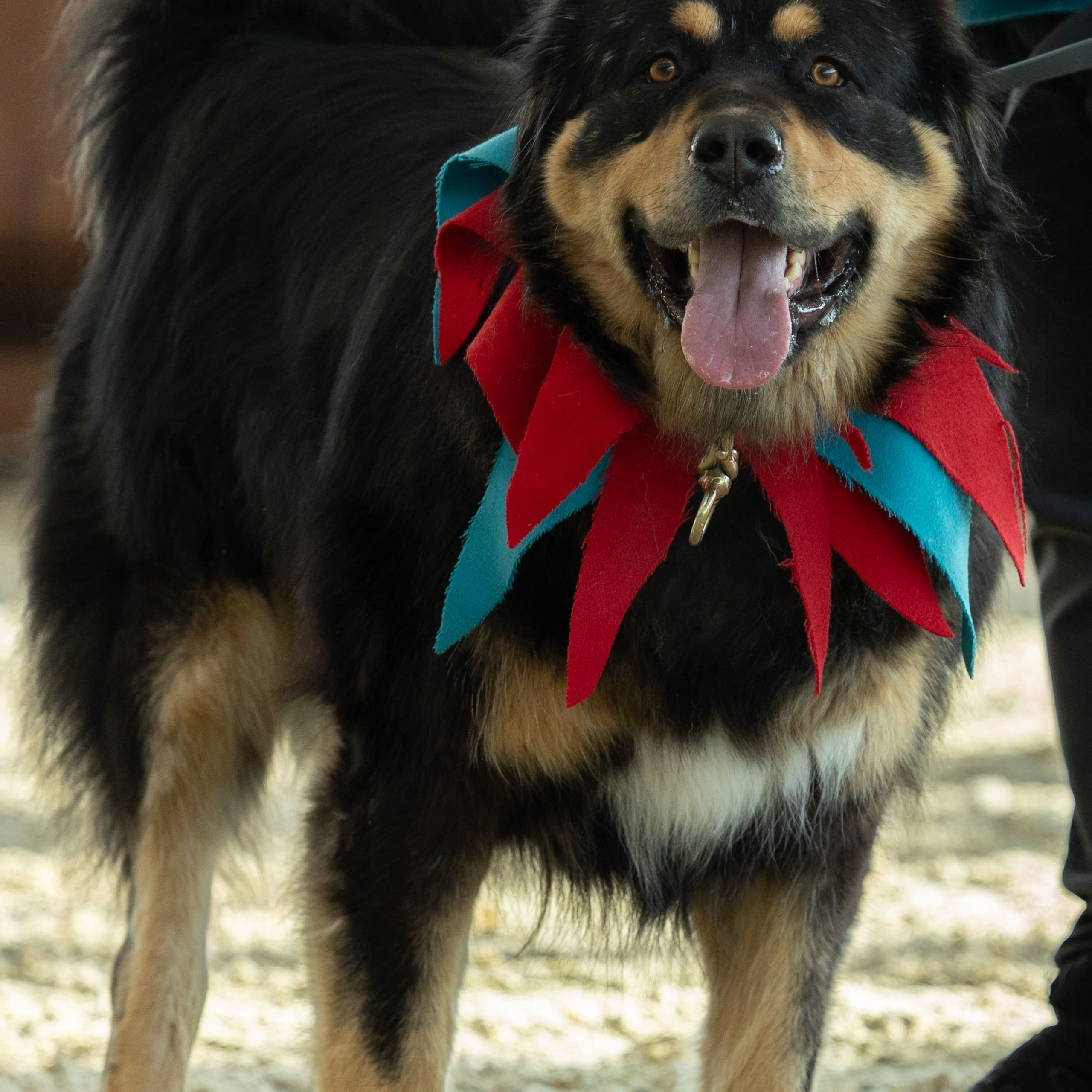 Отзывы. Фотограф-анималист|Иркутск