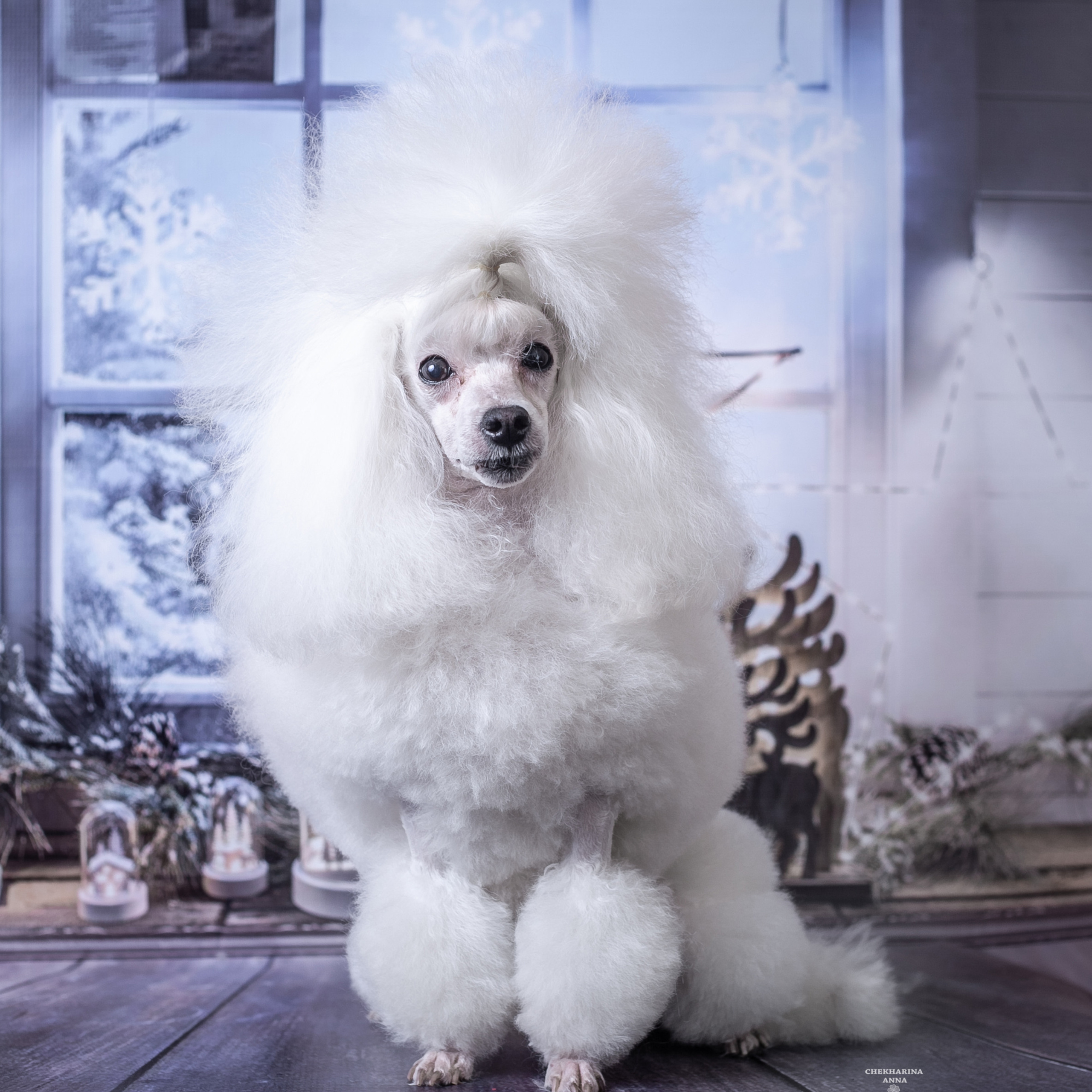 Отзывы. Профессиональный фотограф Чехарина Анна / pro photographer Chekharina