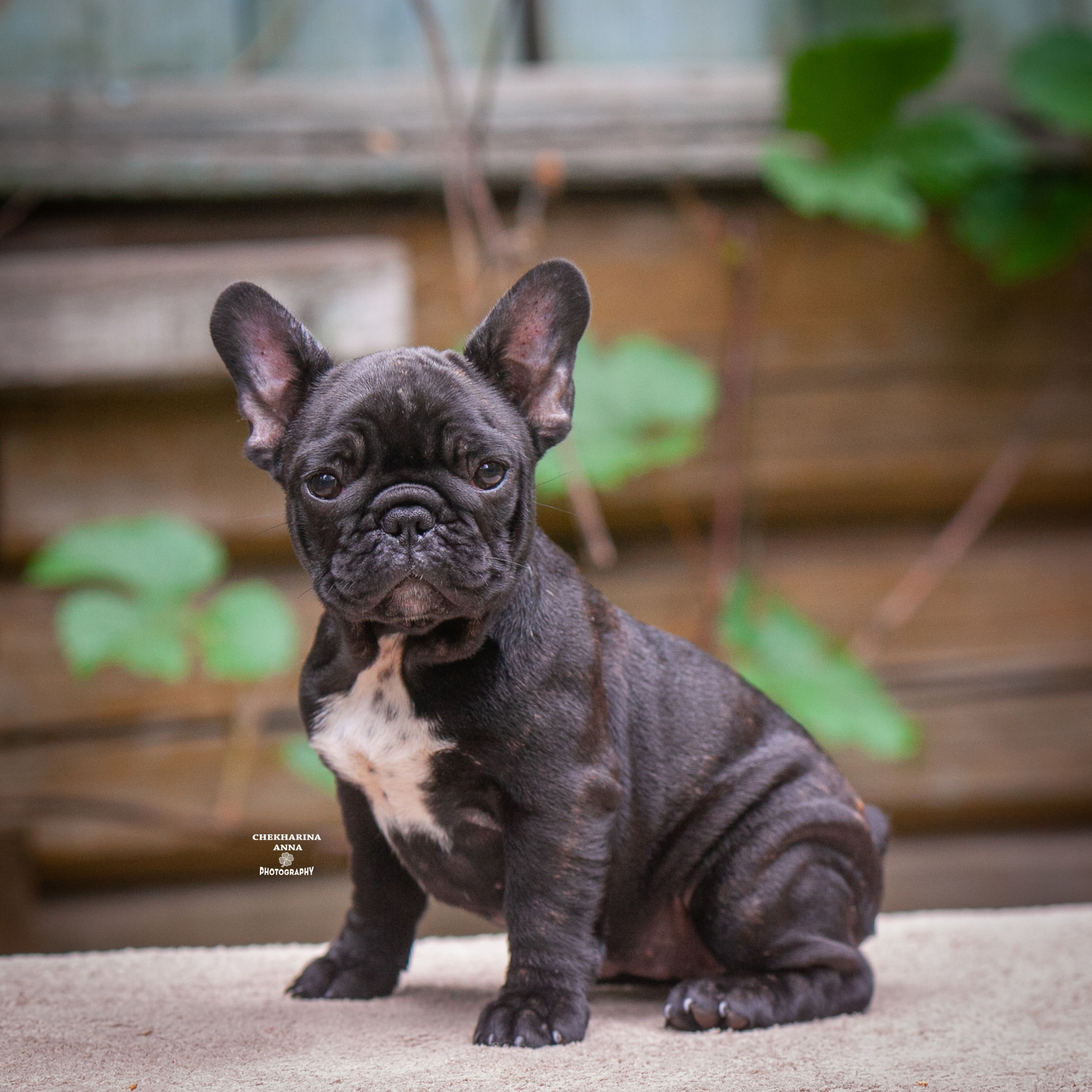 Отзывы. Профессиональный фотограф Чехарина Анна / pro photographer Chekharina