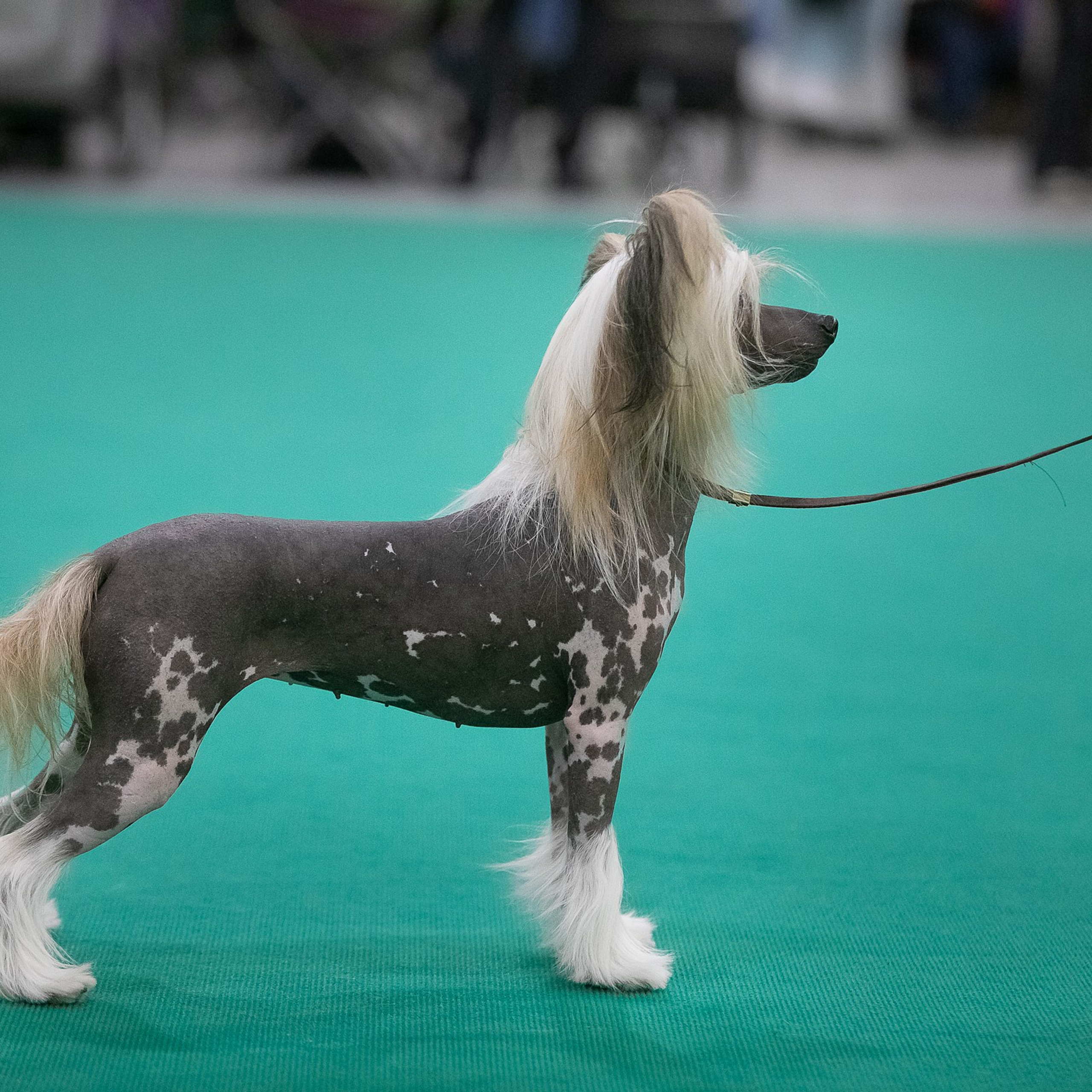 Отзывы. Профессиональный фотограф Чехарина Анна / pro photographer Chekharina