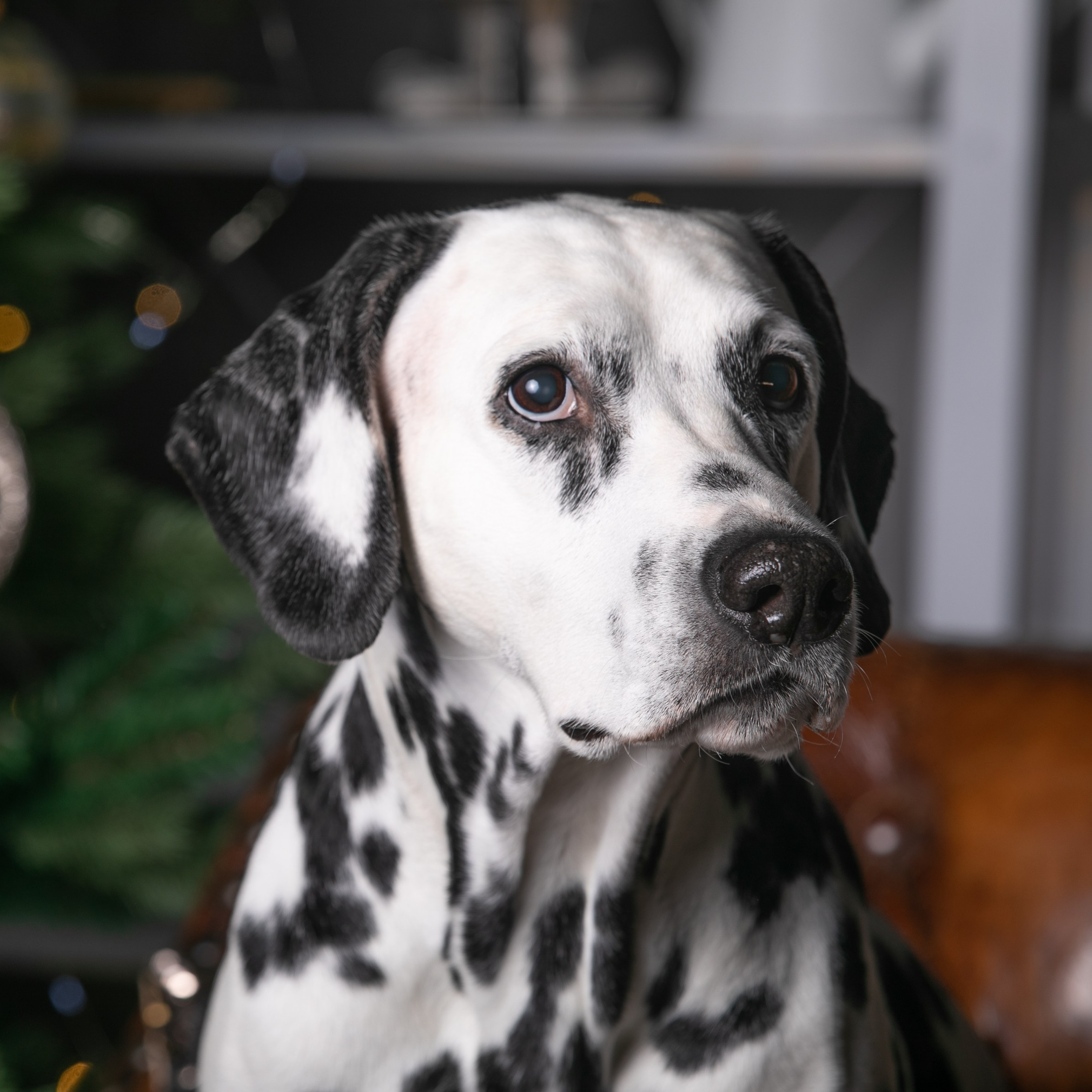 Отзывы. Профессиональный фотограф Чехарина Анна / pro photographer Chekharina