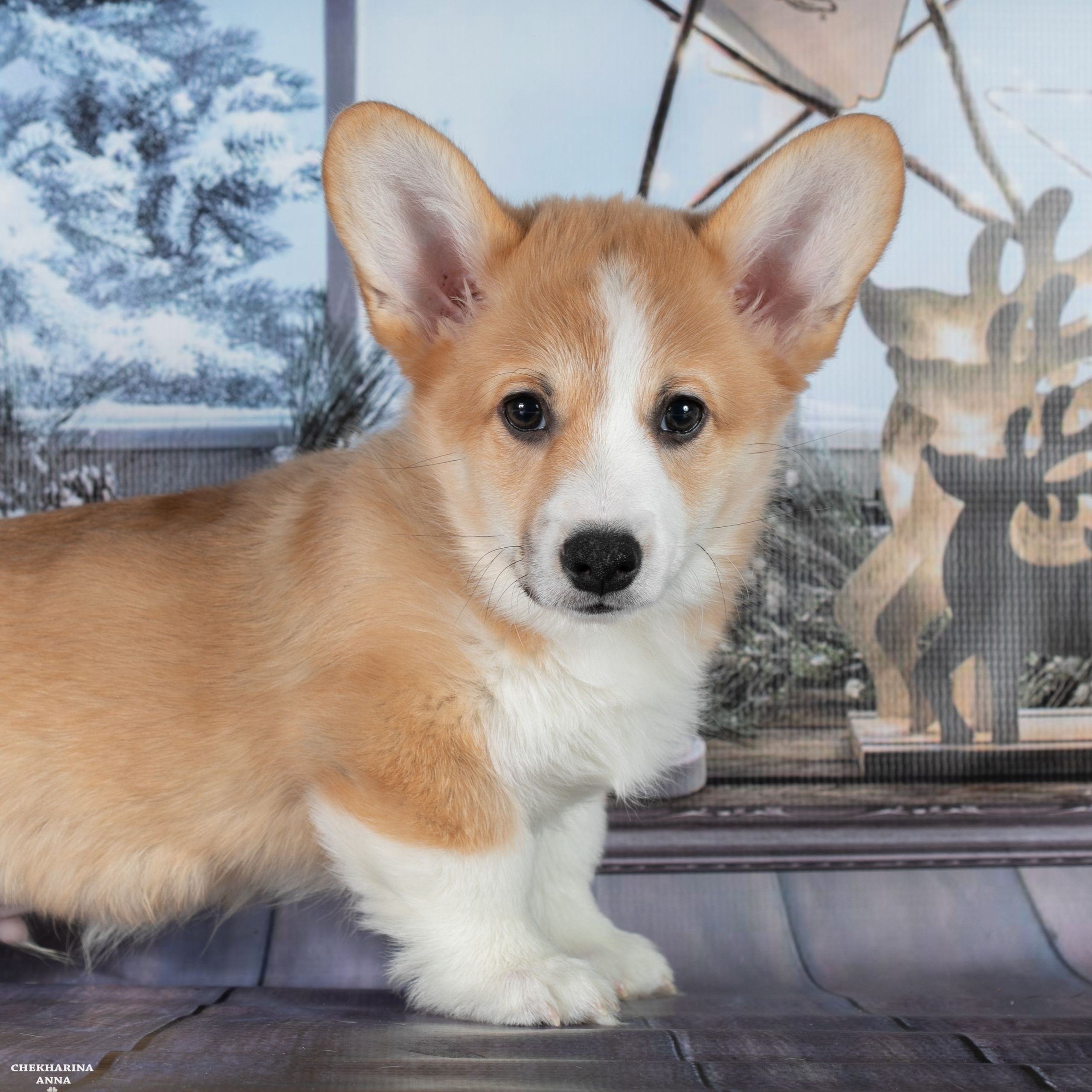 Отзывы. Профессиональный фотограф Чехарина Анна / pro photographer Chekharina