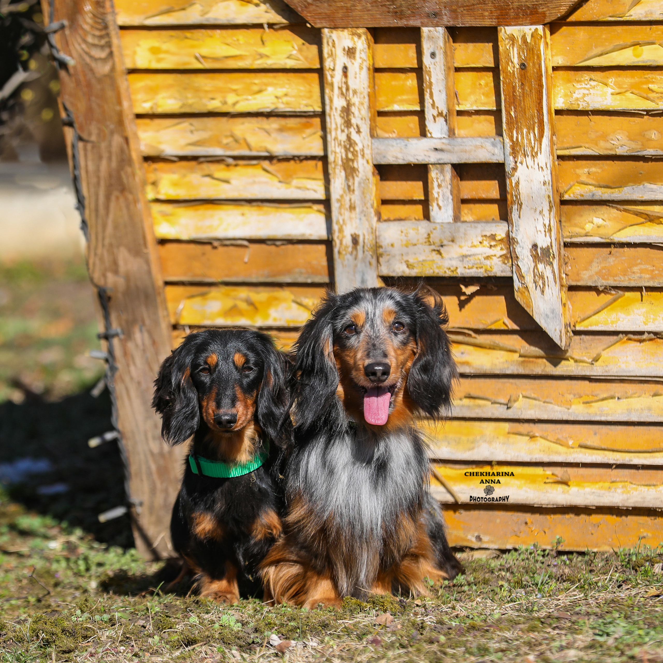 Отзывы. Профессиональный фотограф Чехарина Анна / pro photographer Chekharina