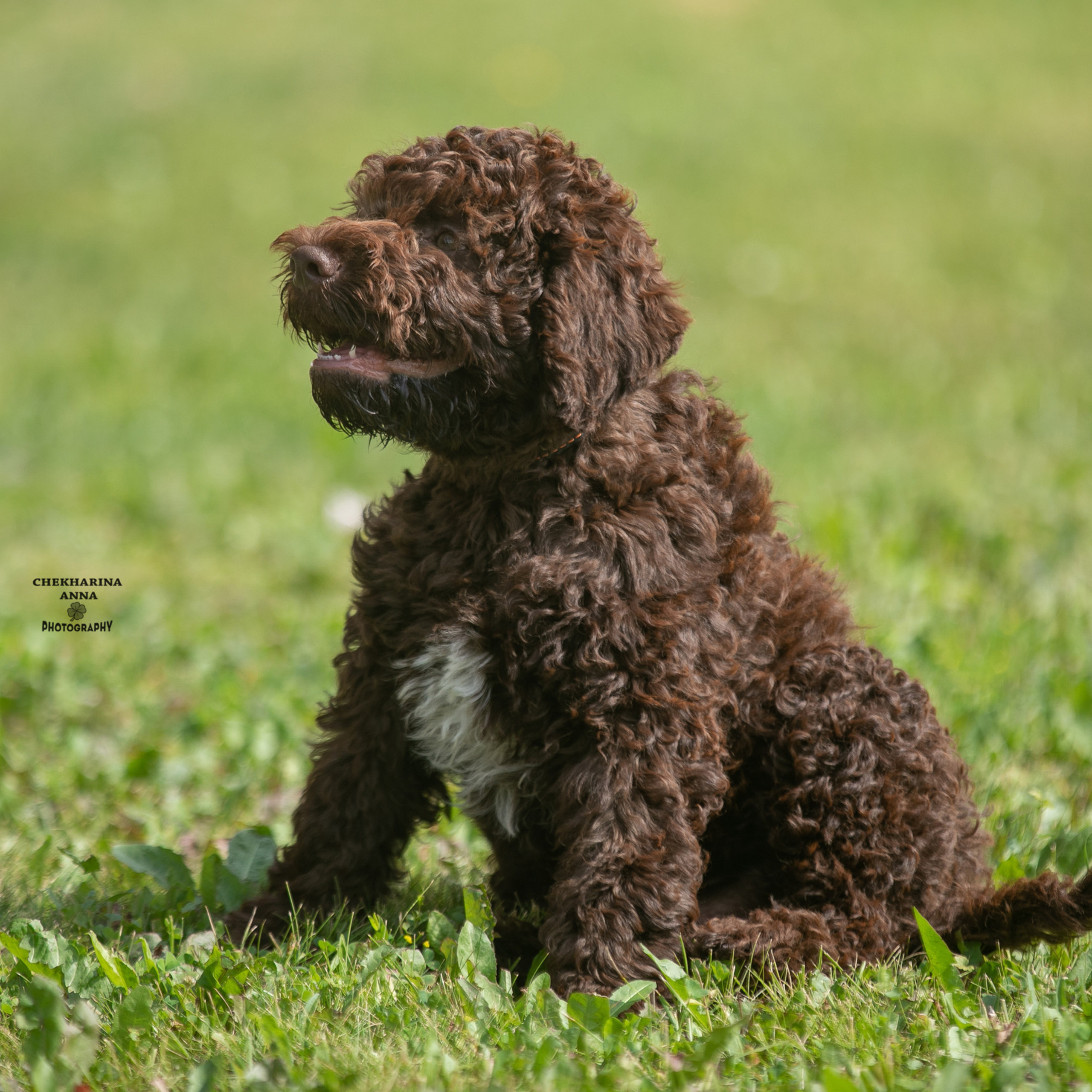 Отзывы. Профессиональный фотограф Чехарина Анна / pro photographer Chekharina