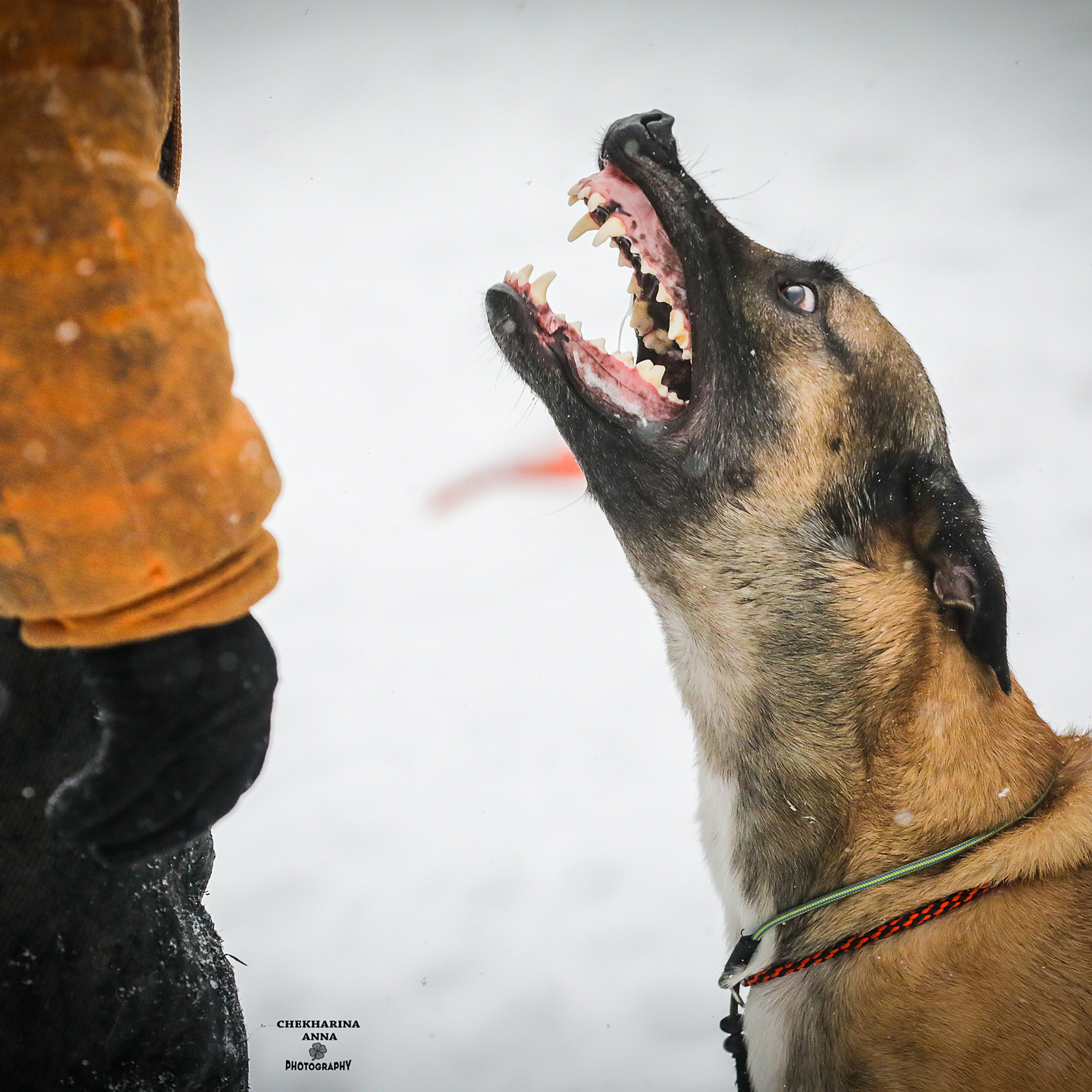 Спортивная анималистика (тренировки и соревнования)