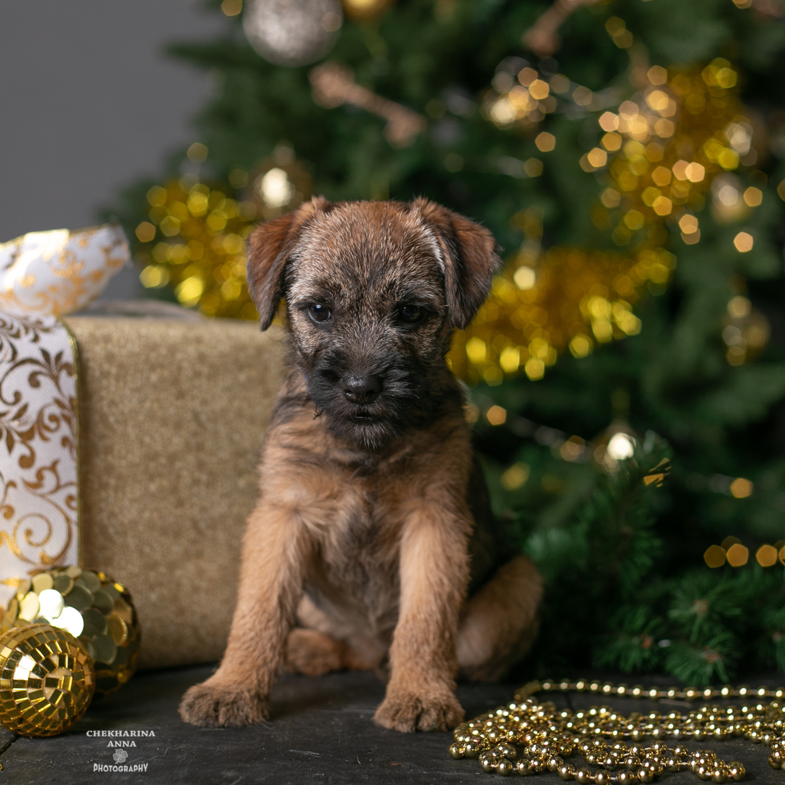 Отзывы. Профессиональный фотограф Чехарина Анна / pro photographer Chekharina