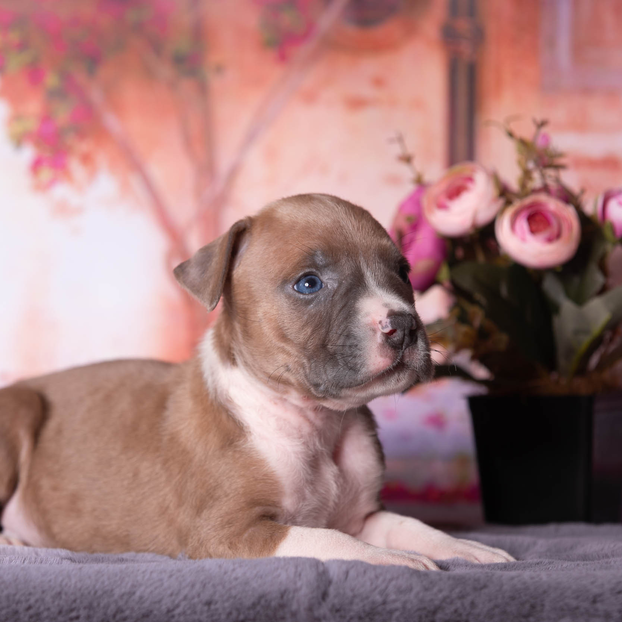 Отзывы. Профессиональный фотограф Чехарина Анна / pro photographer Chekharina